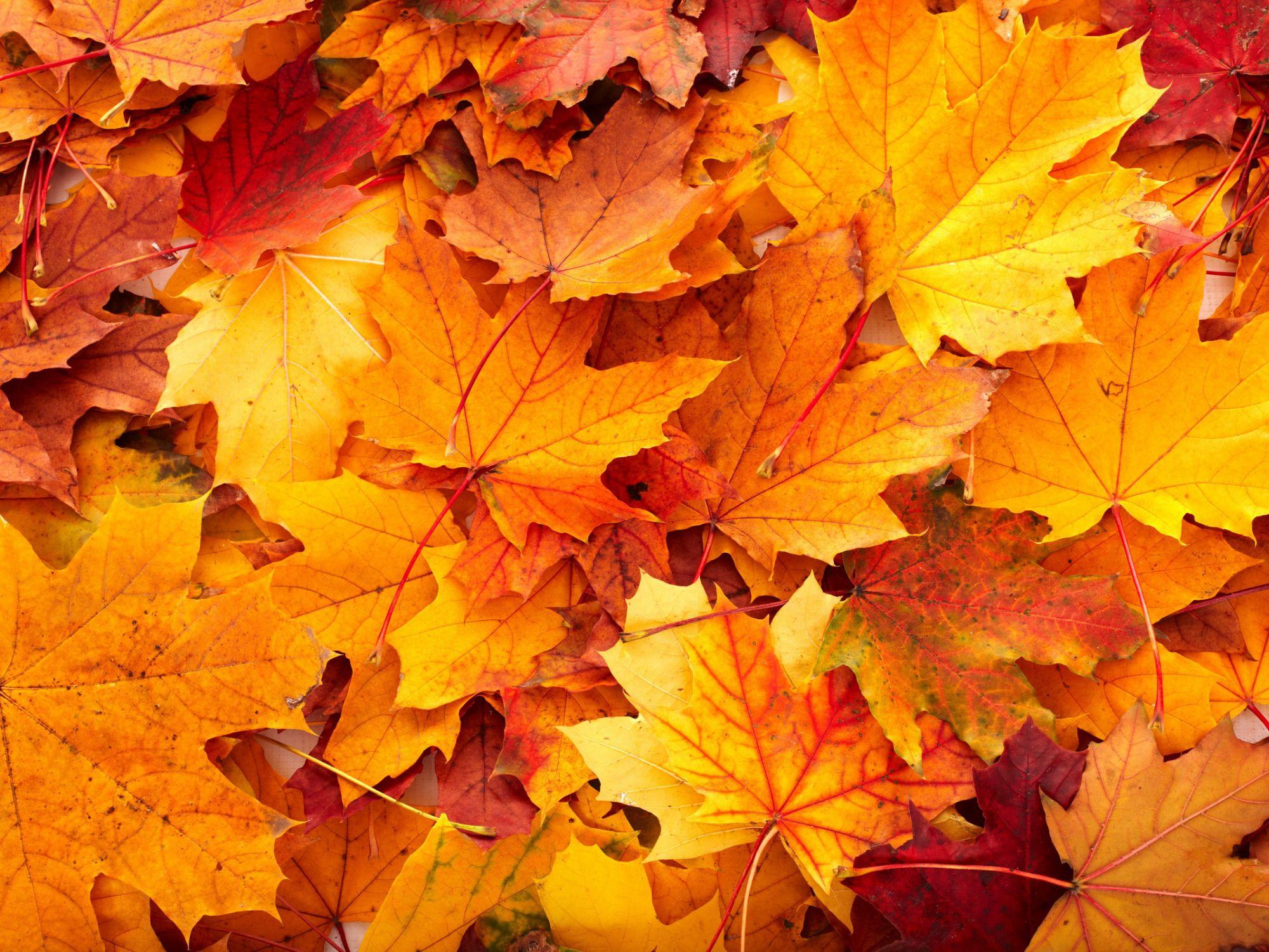 September Fall Wallpapers Top Free September Fall Backgrounds 