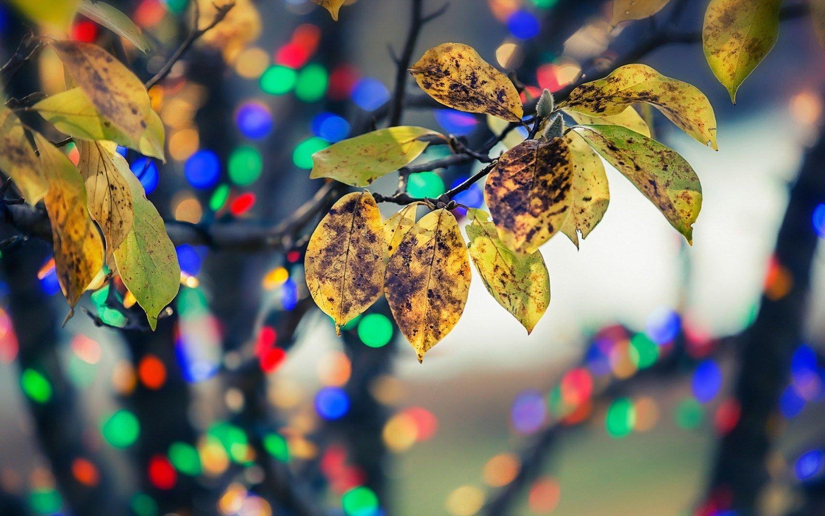 1680x1050 Best Autumn Wallpaper, High Definition, High