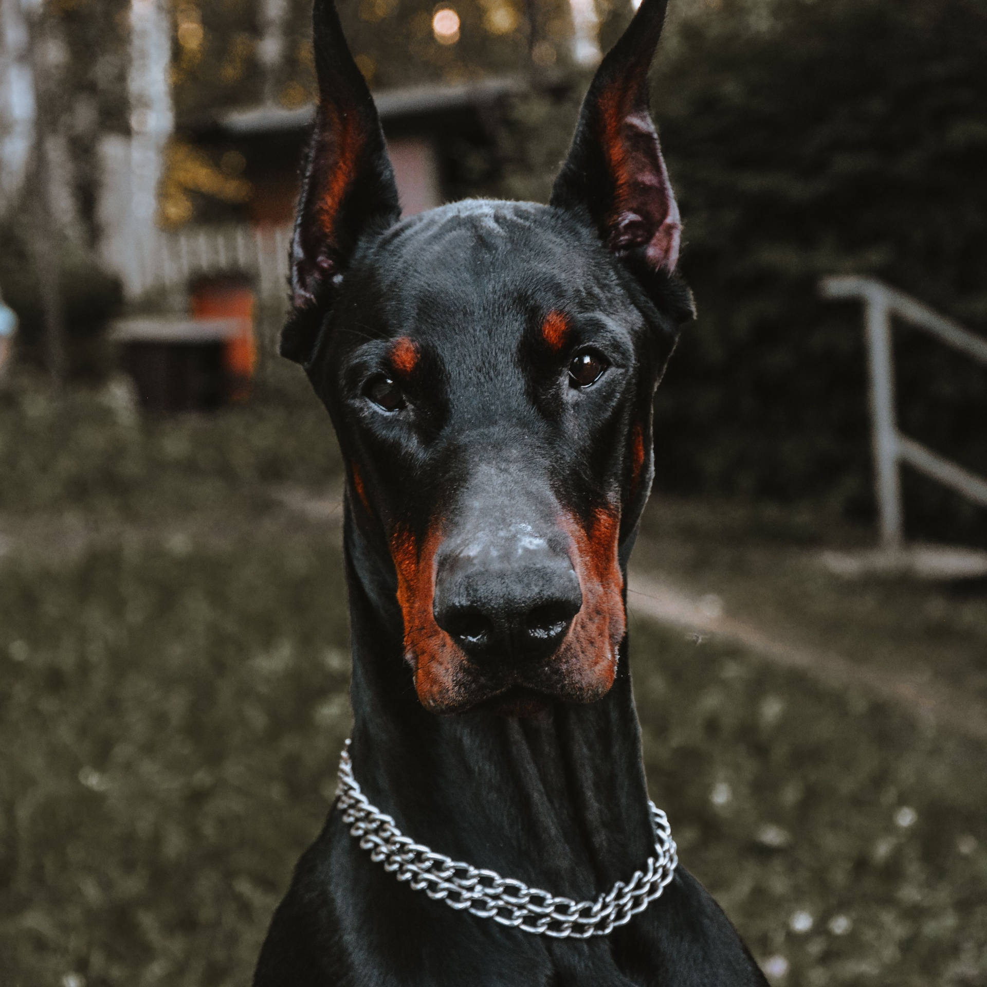 1920x1920 Download Handsome Black And Rust Doberman Pinscher Wallpaper