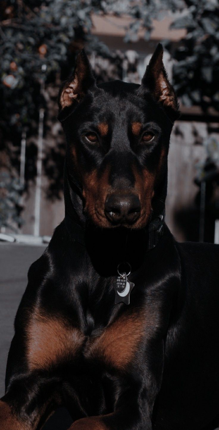 736x1443 ༊*· animals ˚ ༘. Scary dogs, Black doberman, Doberman dogs