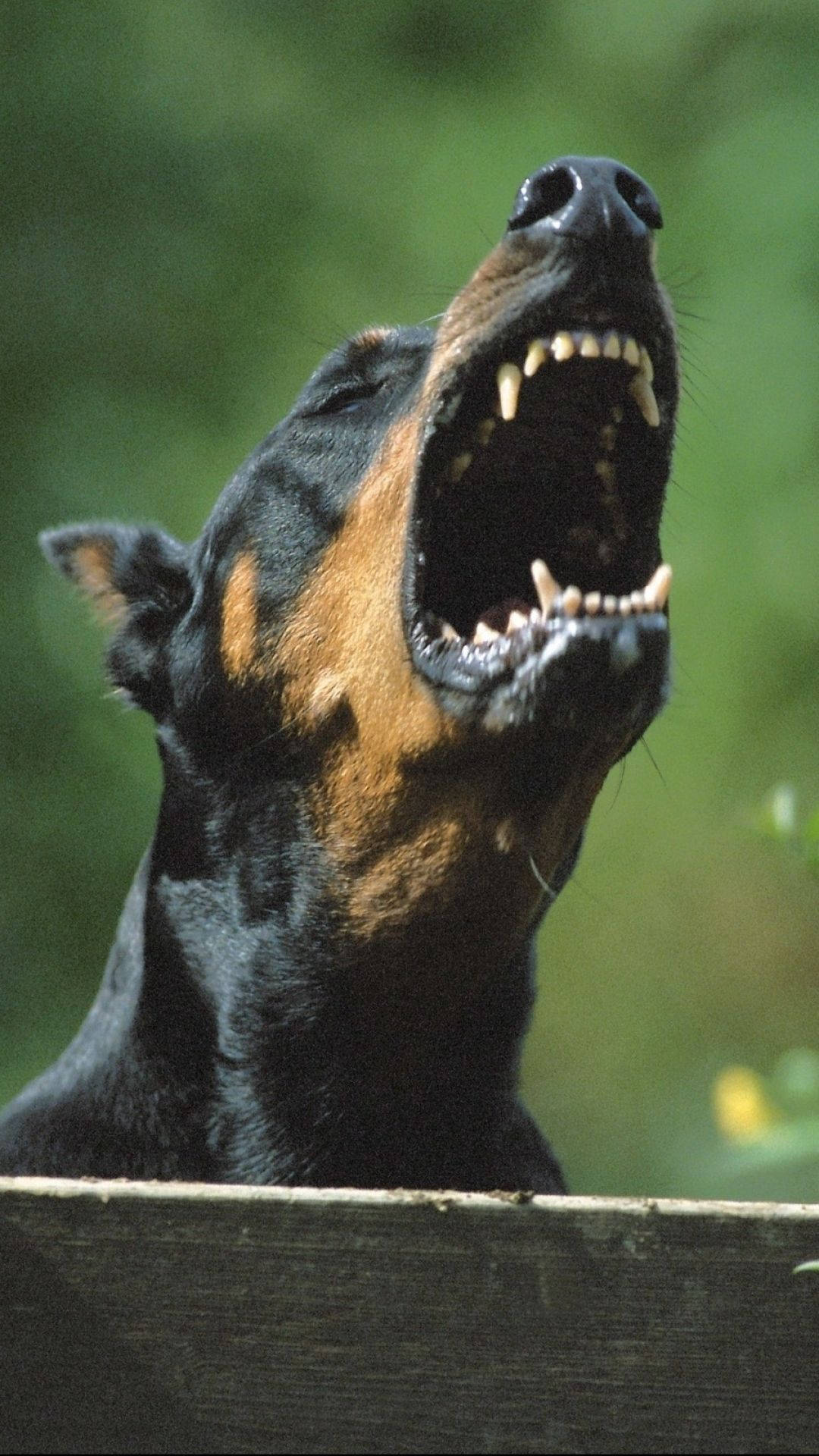 1080x1920 Download Close Up Of A Barking Doberman Pinscher Wallpaper