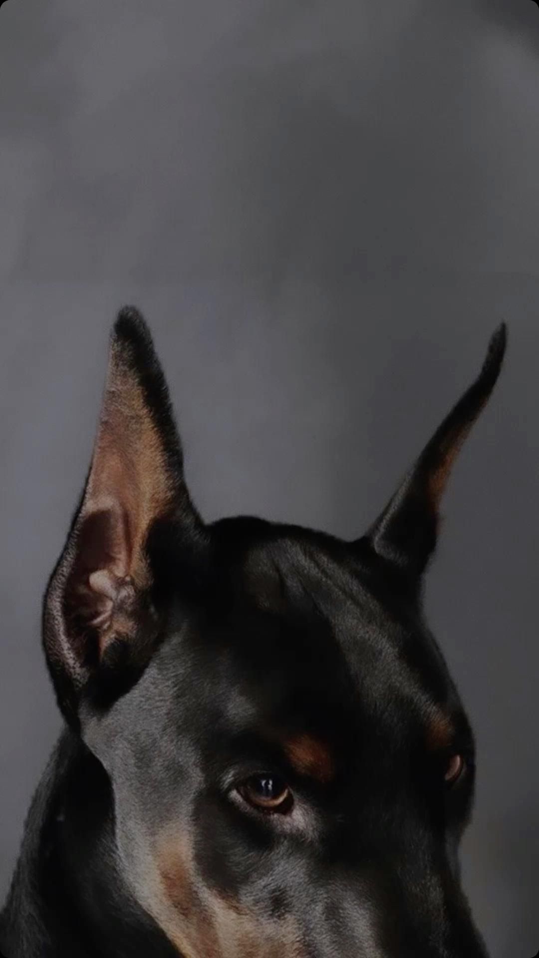 1080x1920 Doberman. Doberman, Scary dogs, Doberman pinscher