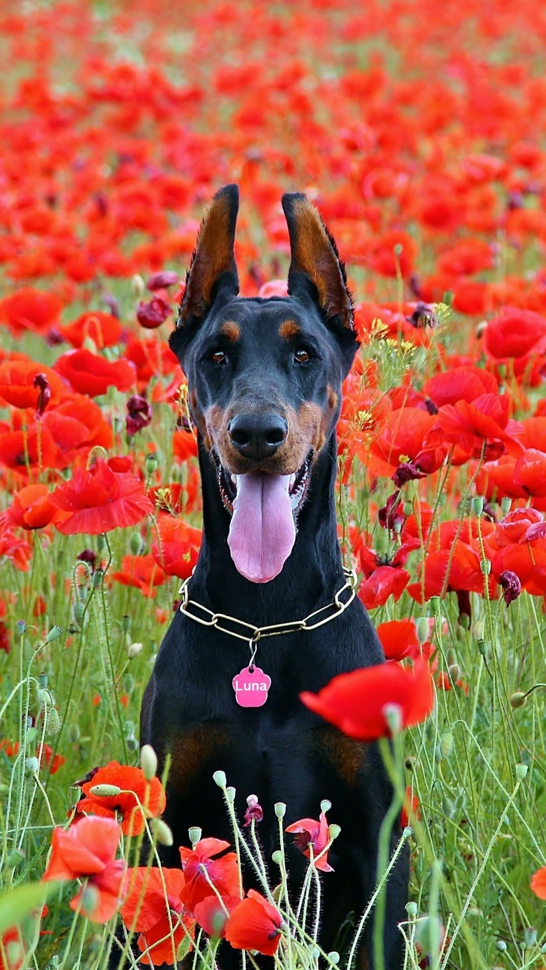 1080x1920 Mobile wallpaper: Dogs, Flower, Dog, Animal, Poppy, Doberman Pinscher, 1155769 download the picture for free