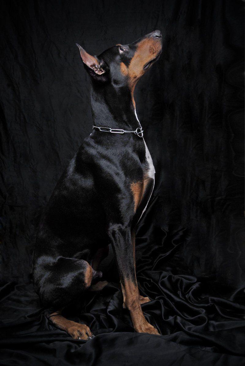 800x1195 Dobermann Wallpaper