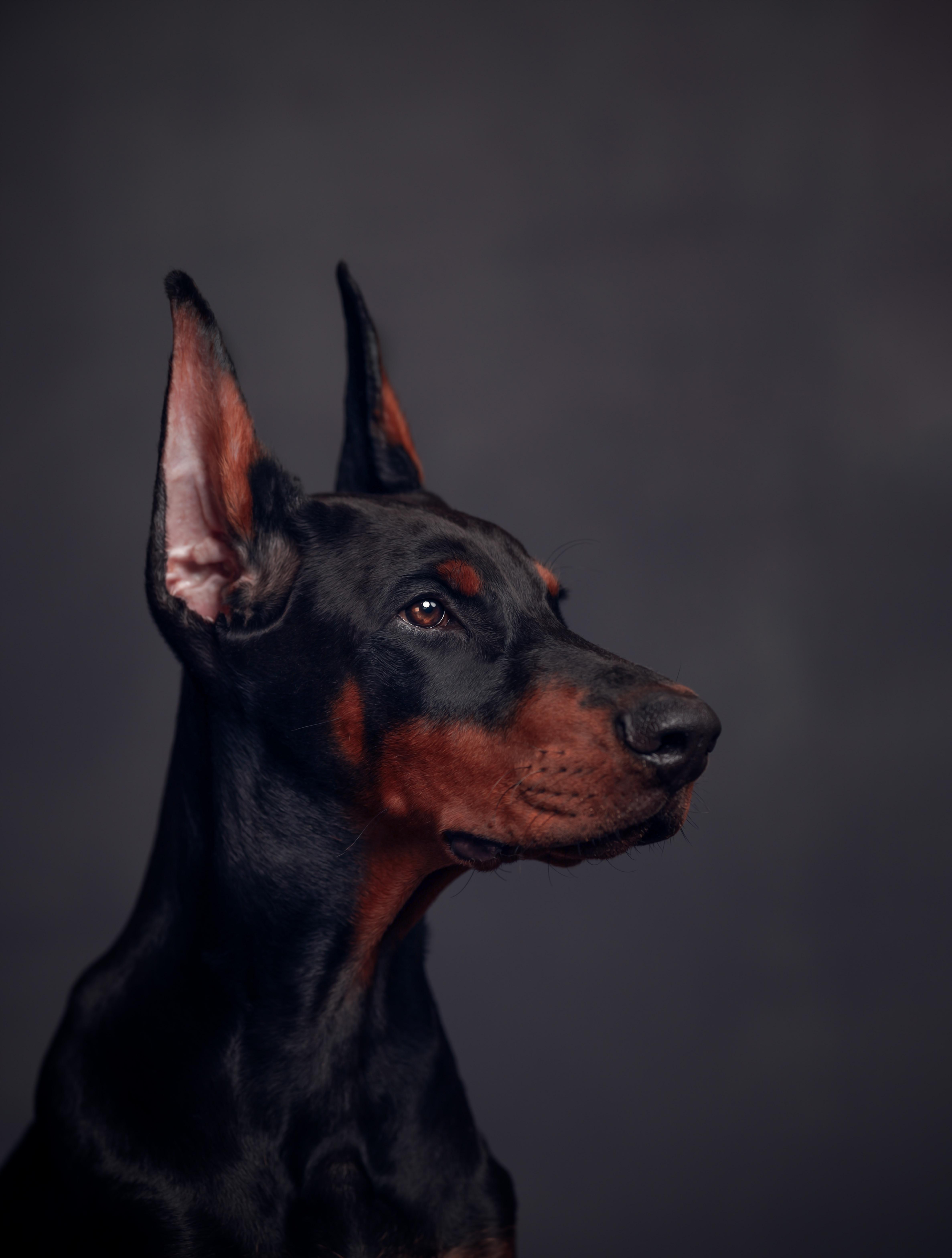4748x6272 Indy, 16 week old Doberman Pinscher puppy