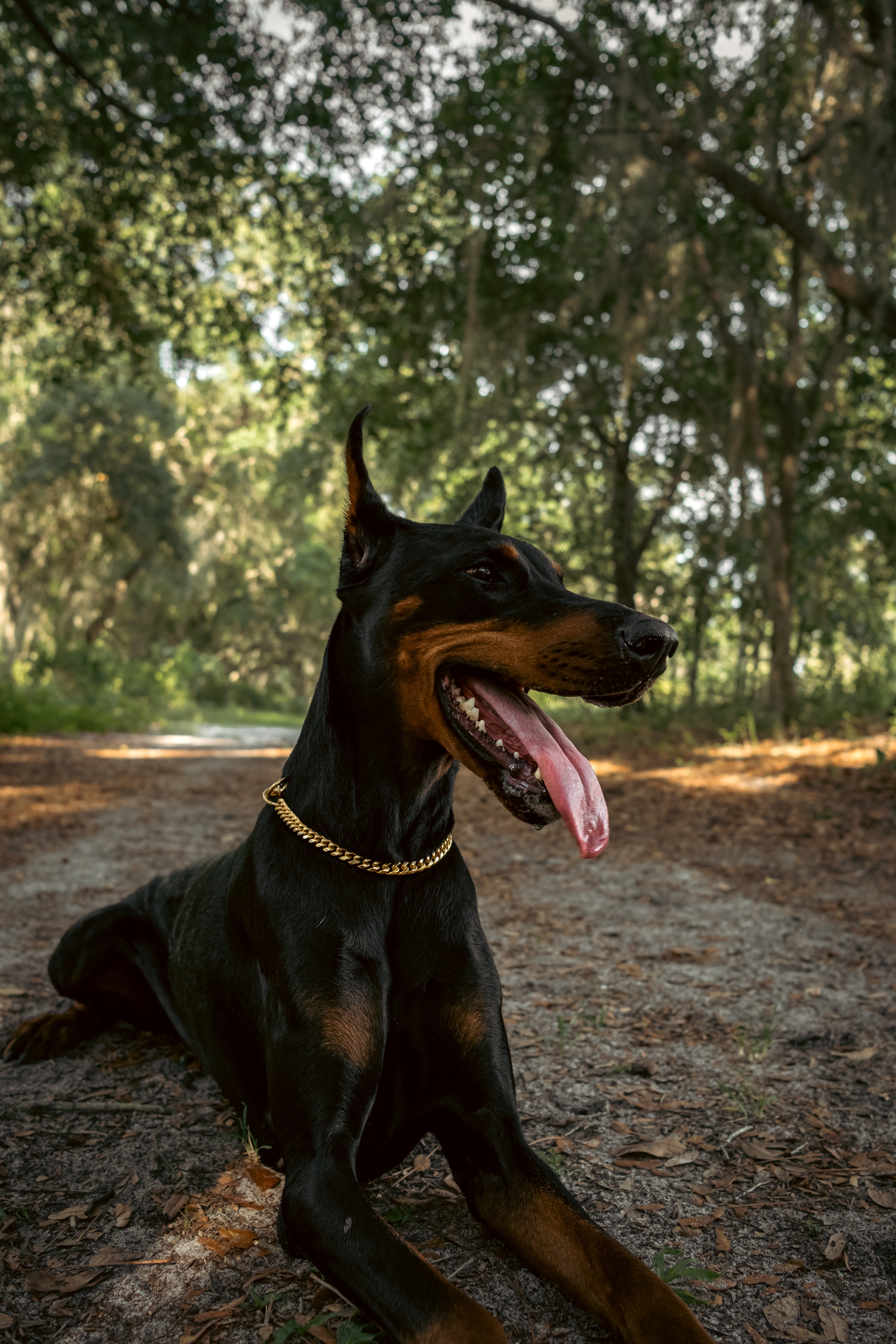 4160x6240 Cute Doberman Dog Lying on Canine Bed in Room · Free