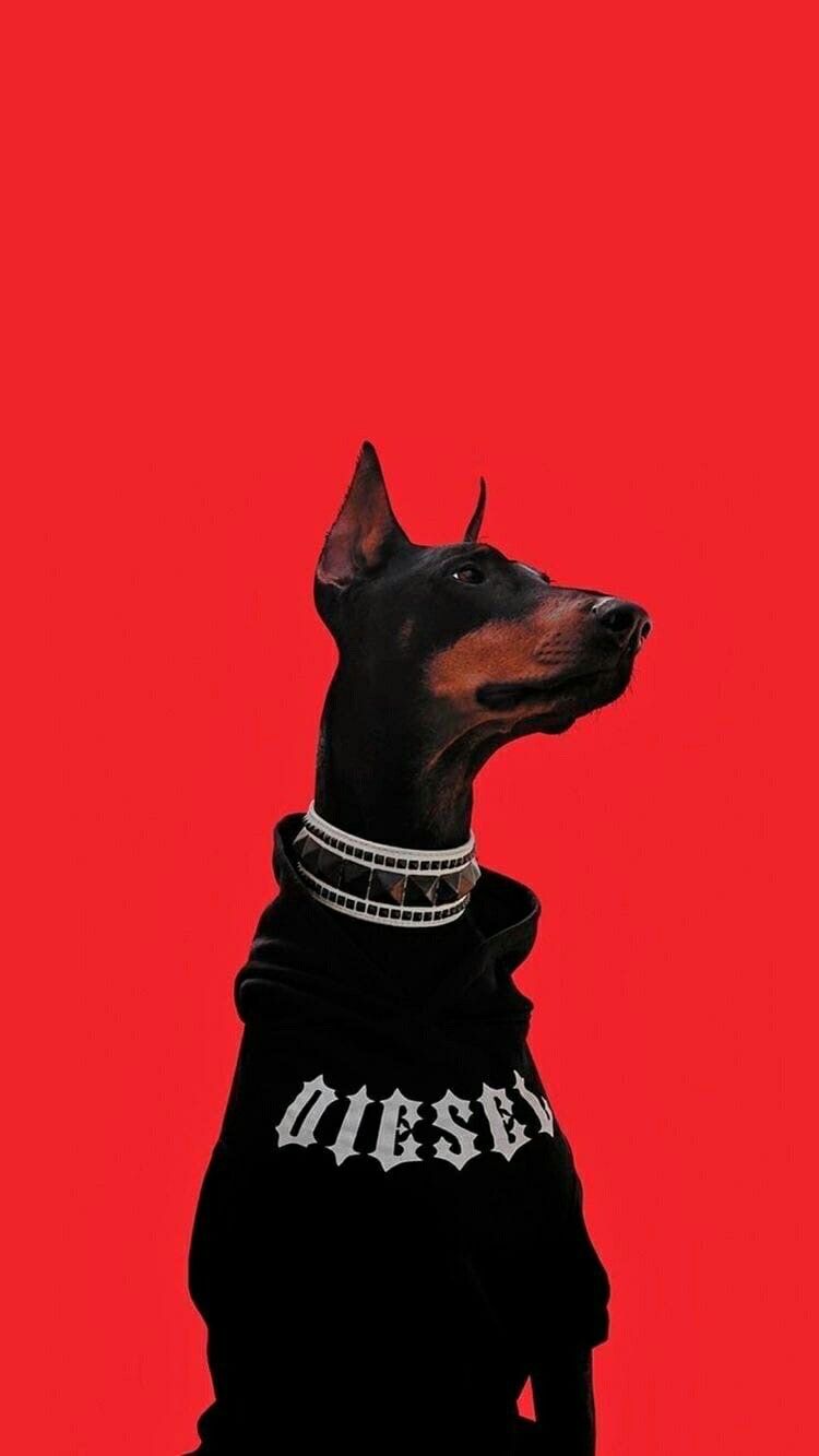 750x1333 Doberman. Doberman, Doberman pinscher dog, Dog wallpaper