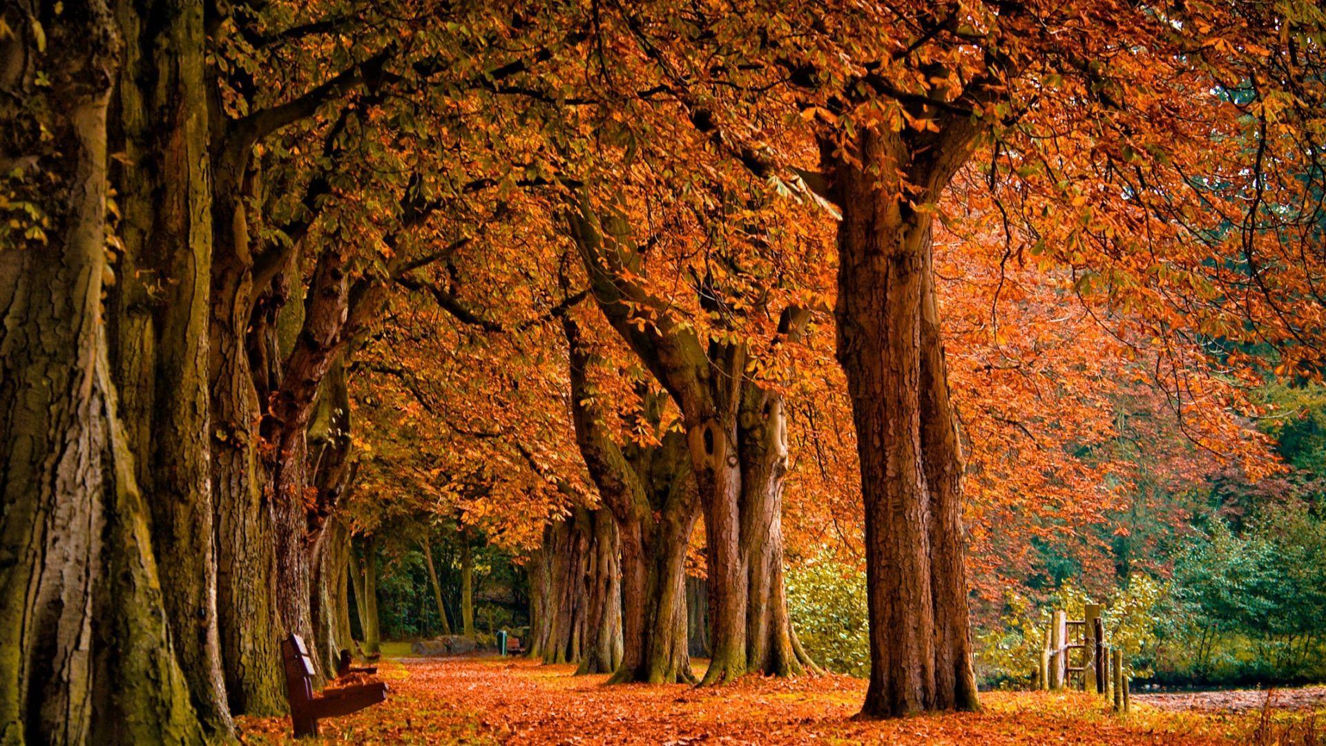Autumn Desktop Wallpapers - Top Free Autumn Desktop Backgrounds
