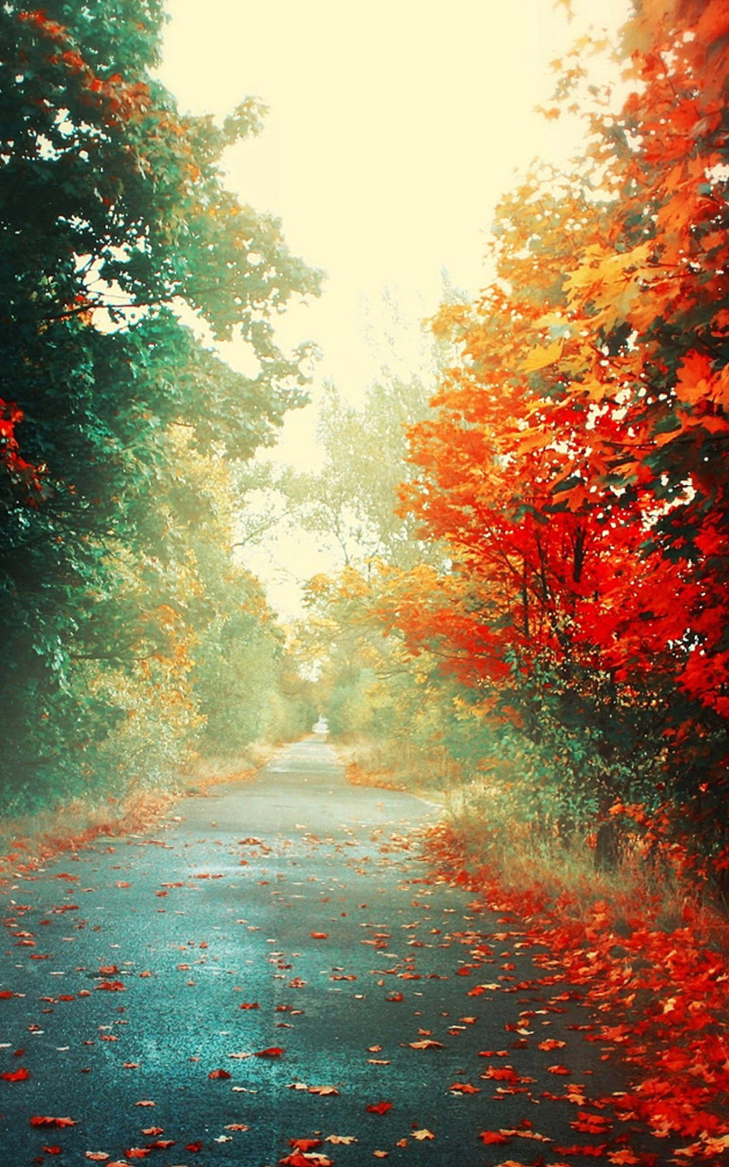 2400x3840 Autumn Wallpaper Autumn wallpaper for Android