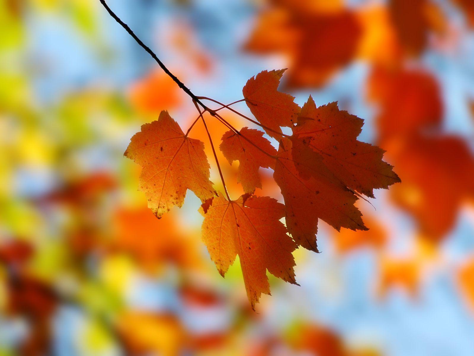 1600x1200 Autumn Wallpaper for Computers, Tablets, or Phones