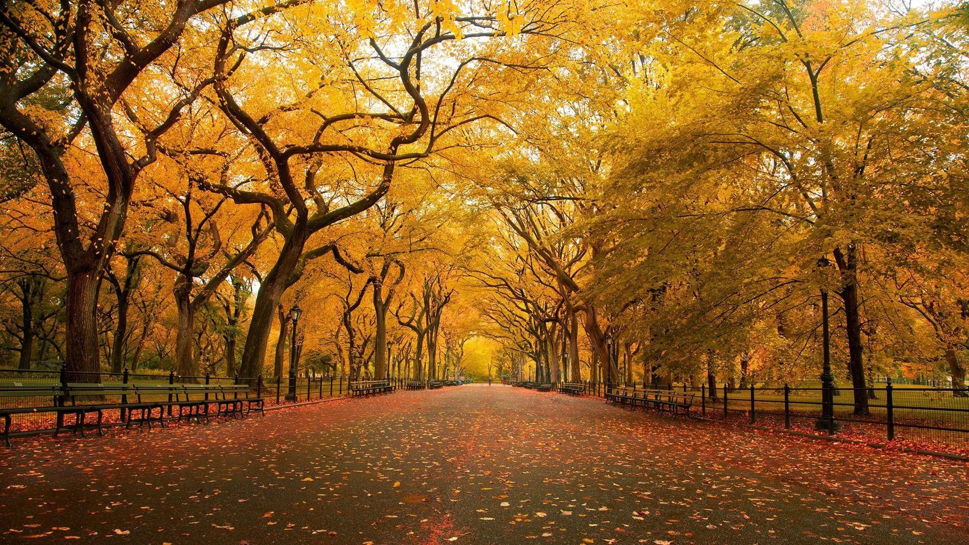 1920x1080 Fall Season Wallpaper background picture