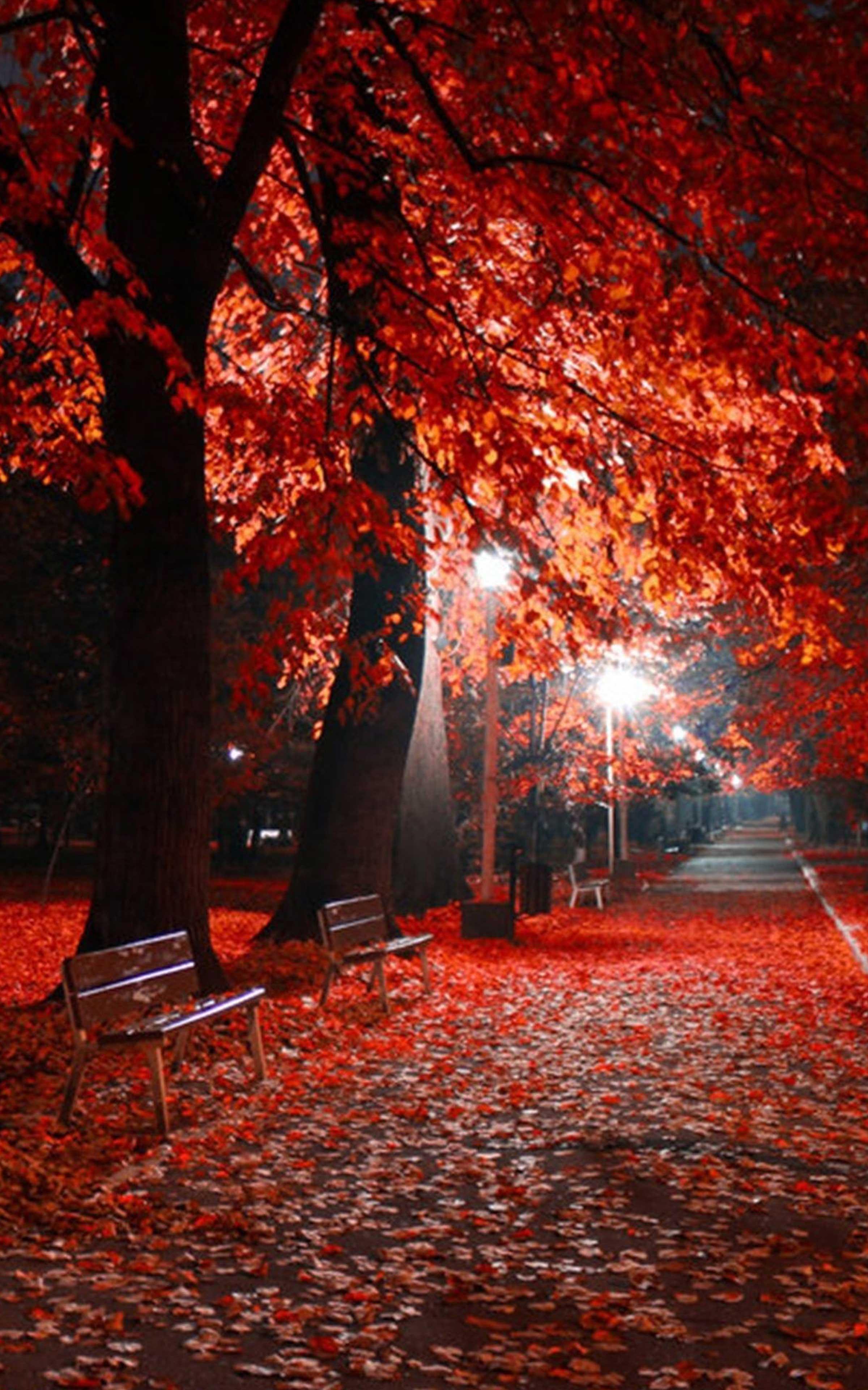2400x3840 Autumn Wallpaper Autumn wallpaper for Android