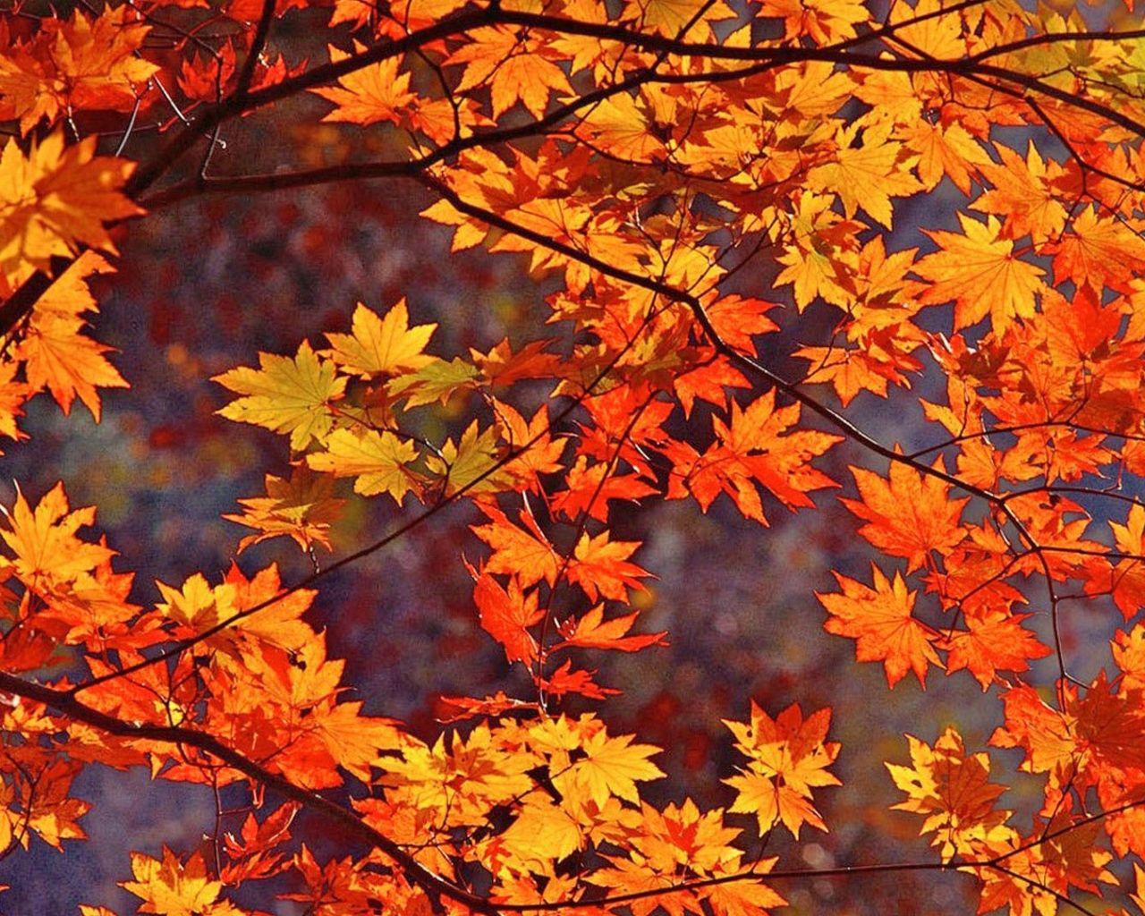 Fall Leaves Wallpapers - Top Free Fall Leaves Backgrounds - WallpaperAccess