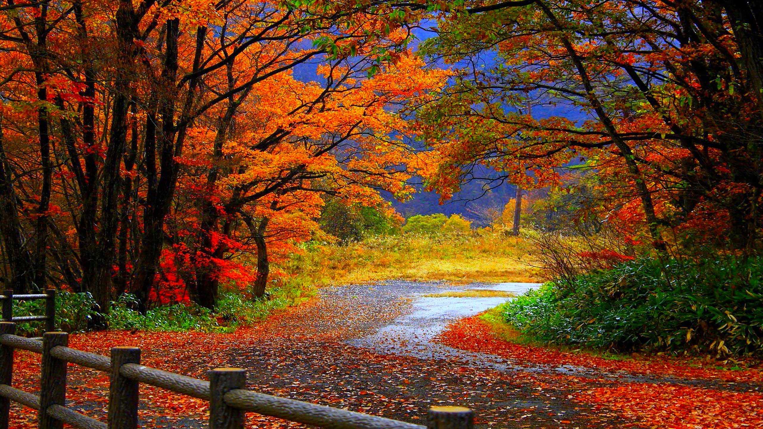 2560x1440 Autumn Widescreen Desktop Wallpaper at
