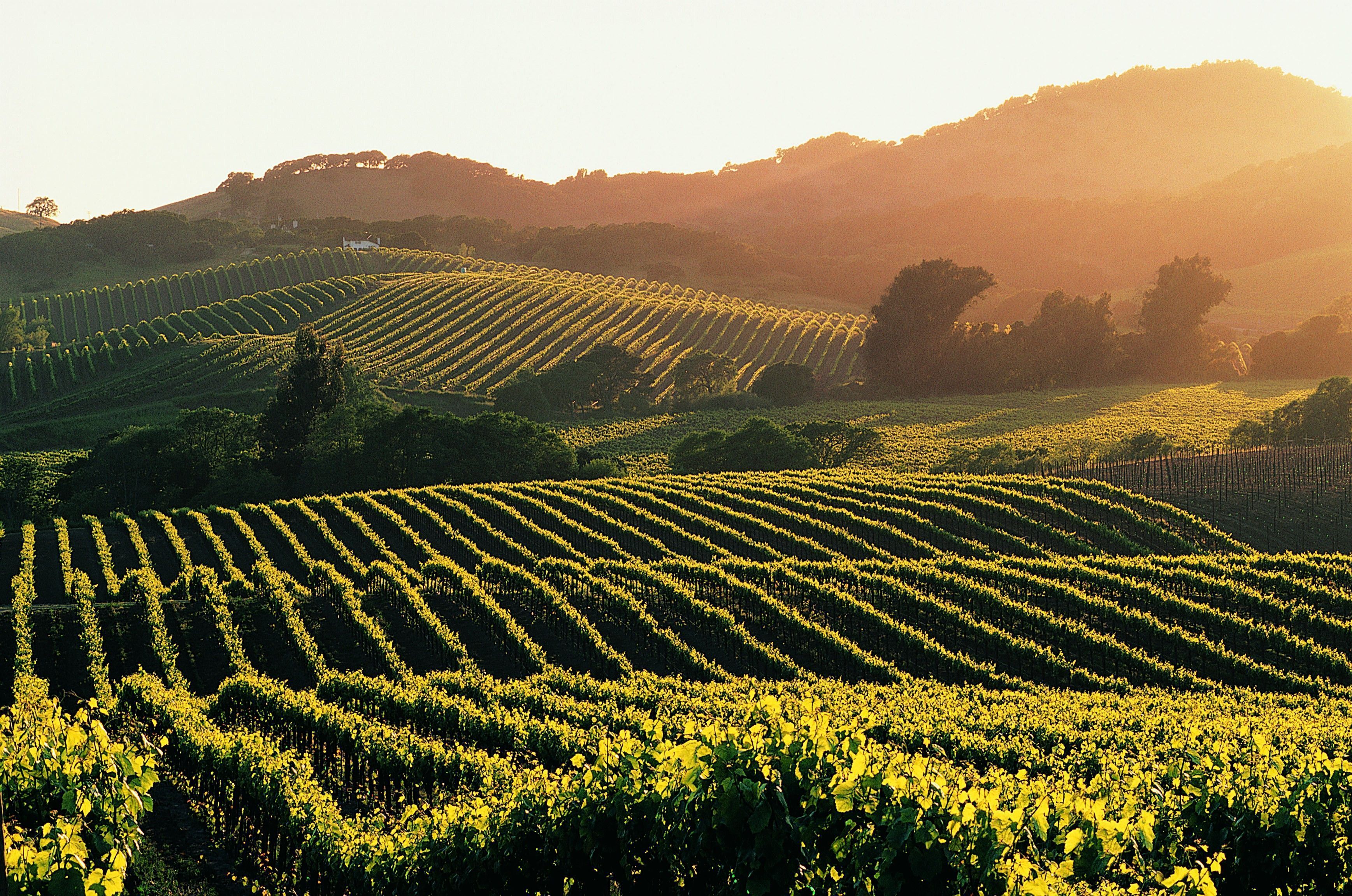 3474x2302 Napa Valley Wallpaper