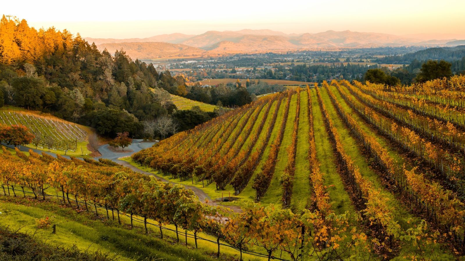 Napa Valley Wallpapers - Top Free Napa Valley Backgrounds - WallpaperAccess