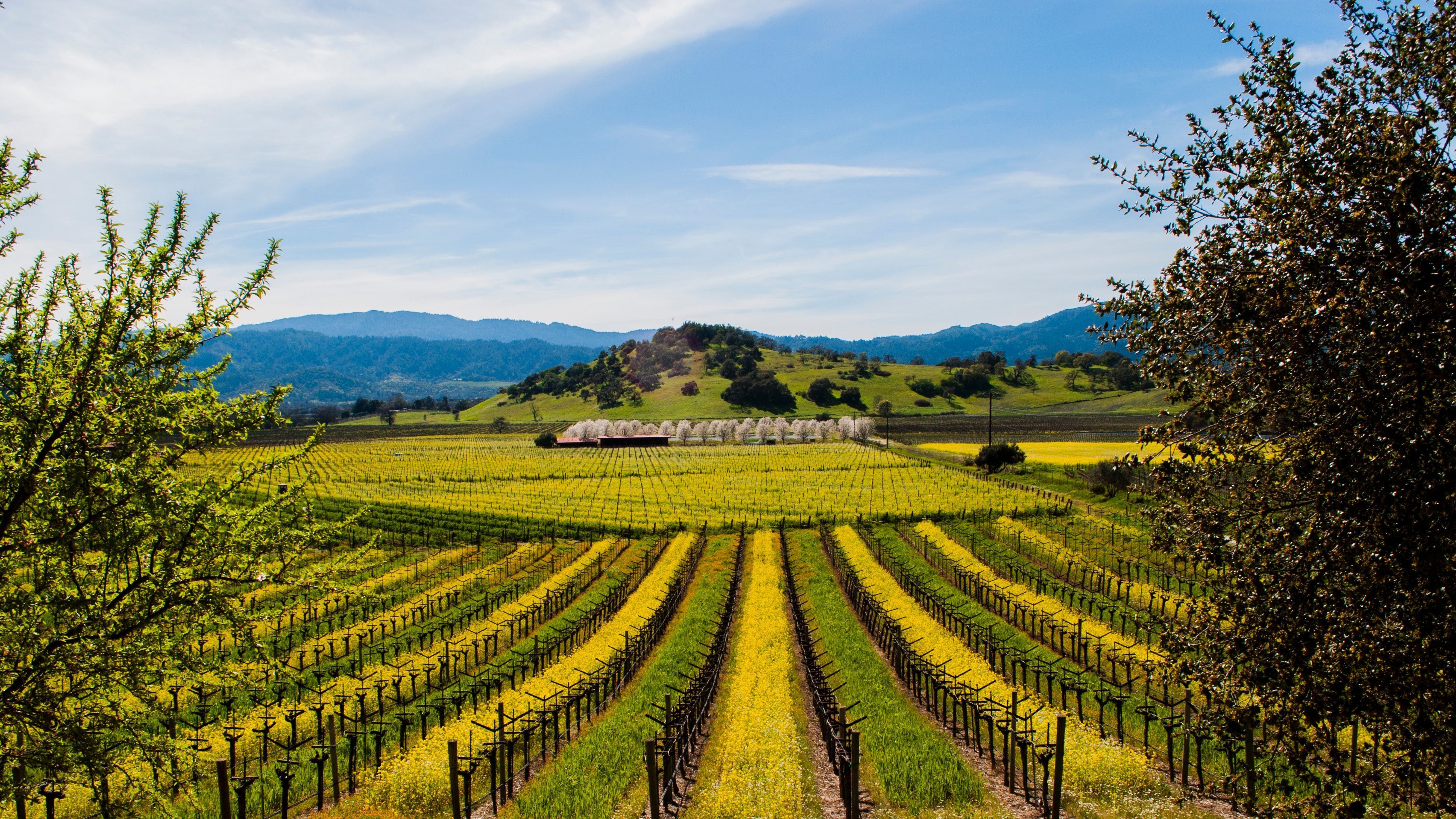 3904x2196 Napa Valley Wallpaper
