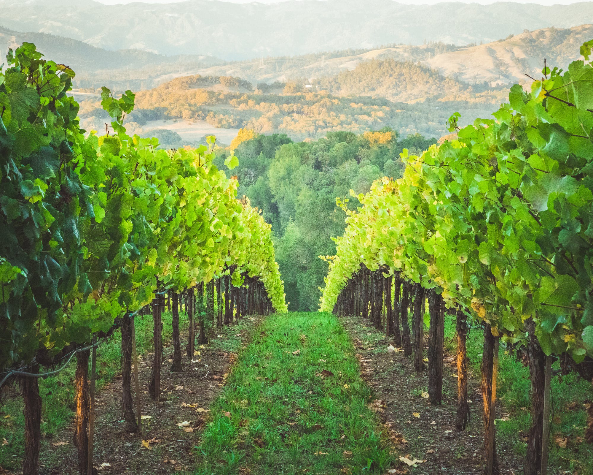 2000x1600 Would Napa Valley BE Napa Valley?.
