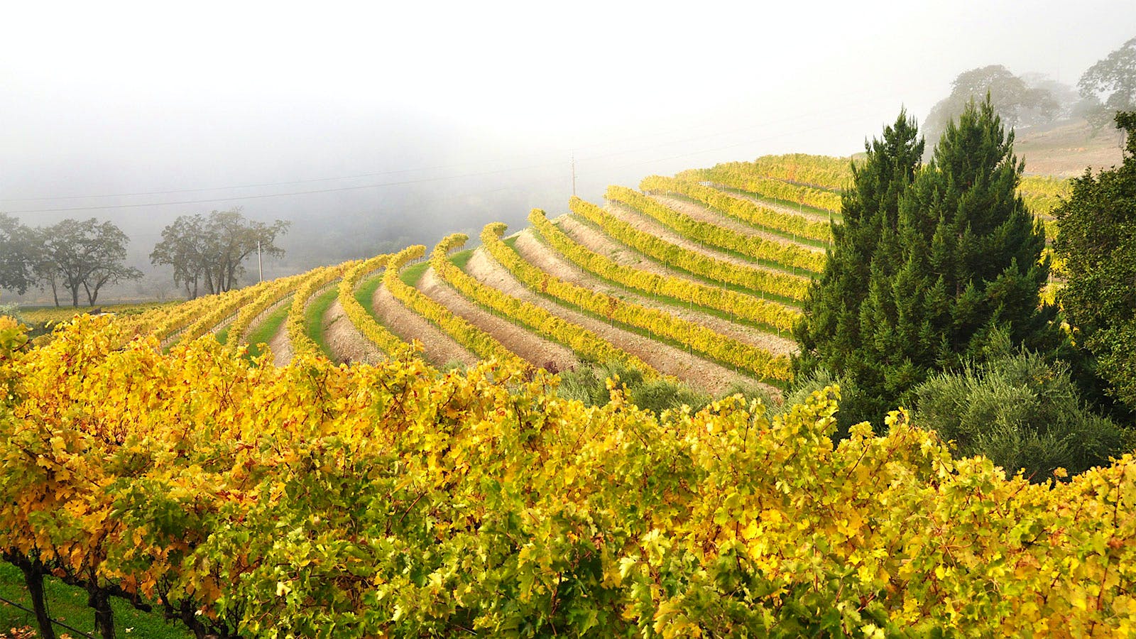 1600x900 Vine Cliff Founders Sell Napa Winery to Stephan Crétier