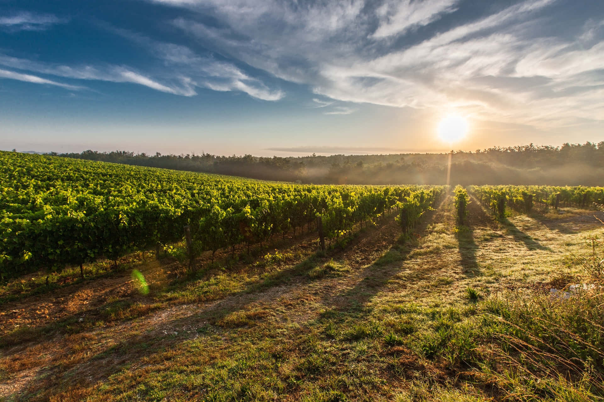 1920x1280 Vineyard Wallpaper