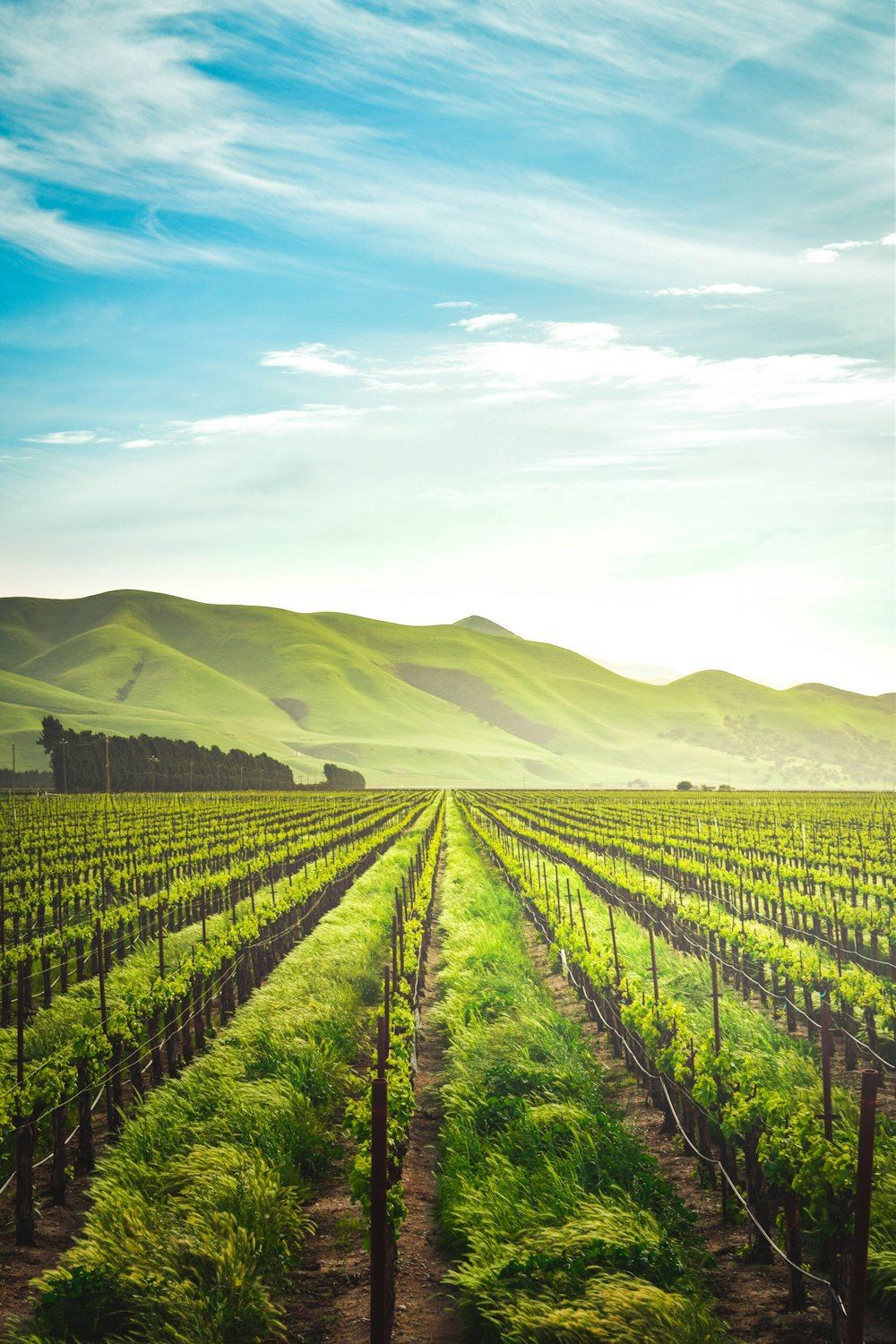 1000x1500 California Wine Picture. Download Free Image