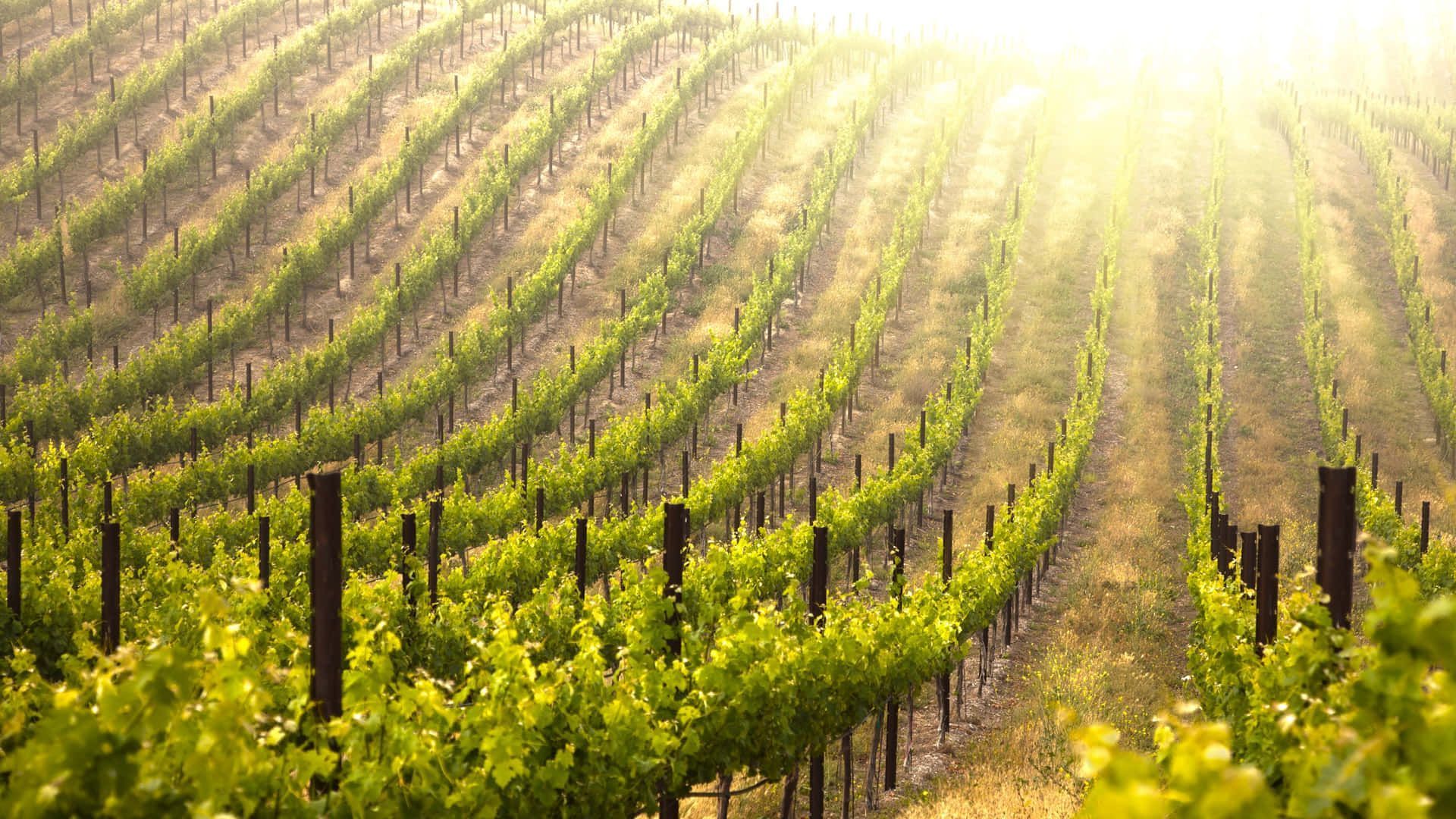 1920x1080 Vineyard Wallpaper