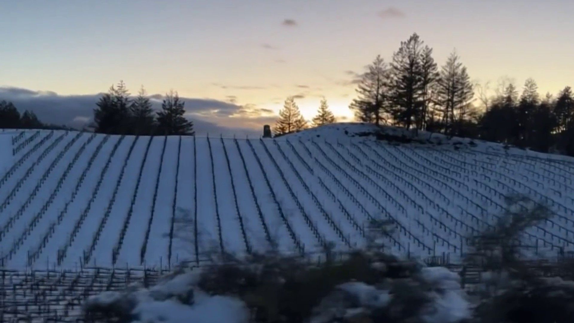 1920x1080 Napa Valley Vineyards Blanked in Snow