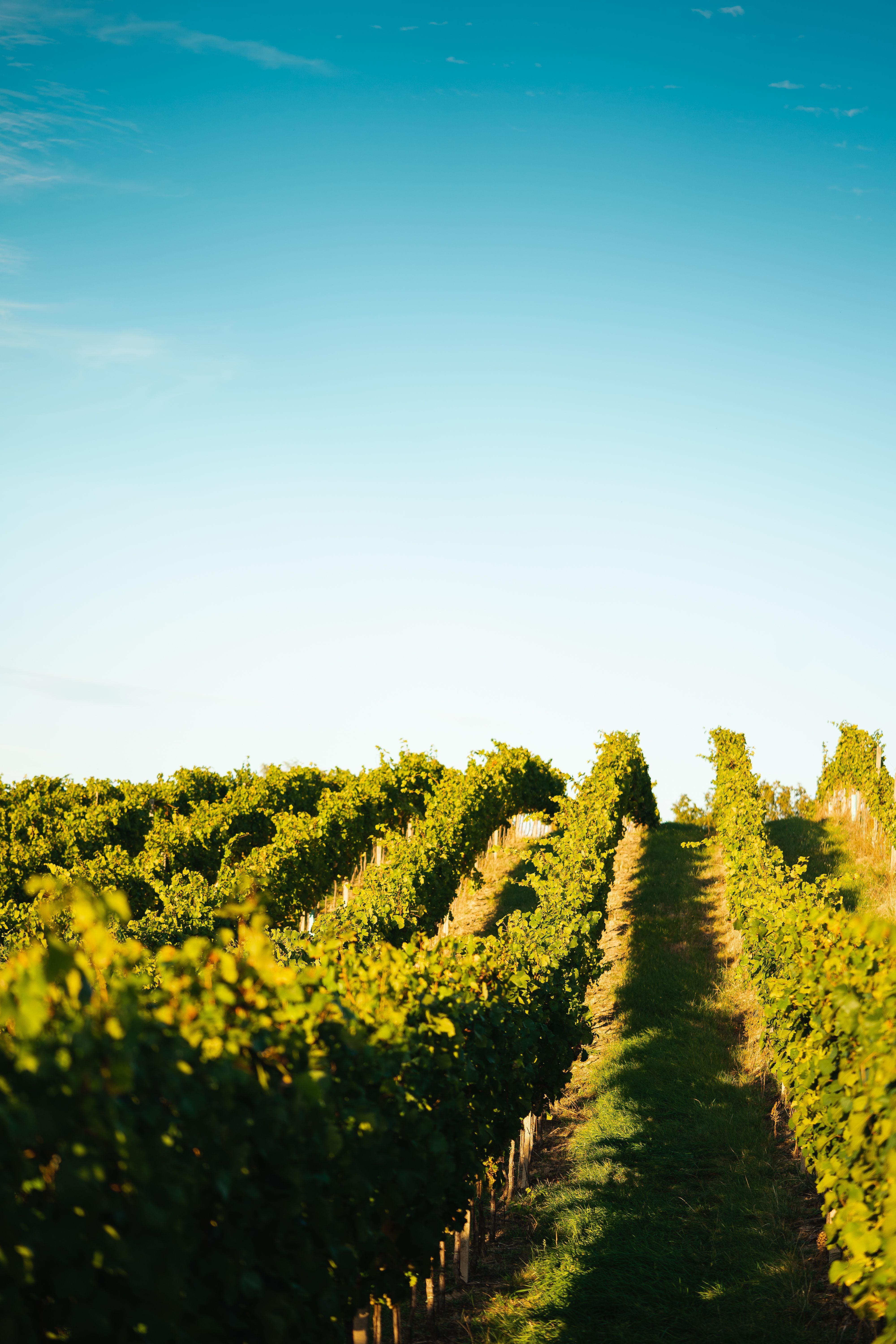 4000x6000 Green Vineyard Rows in South Moravia Free