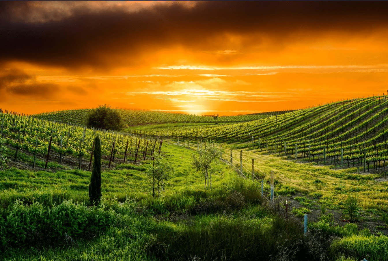 1344x904 Napa Valley Wine Guide Scribes. Find the world's best wineries