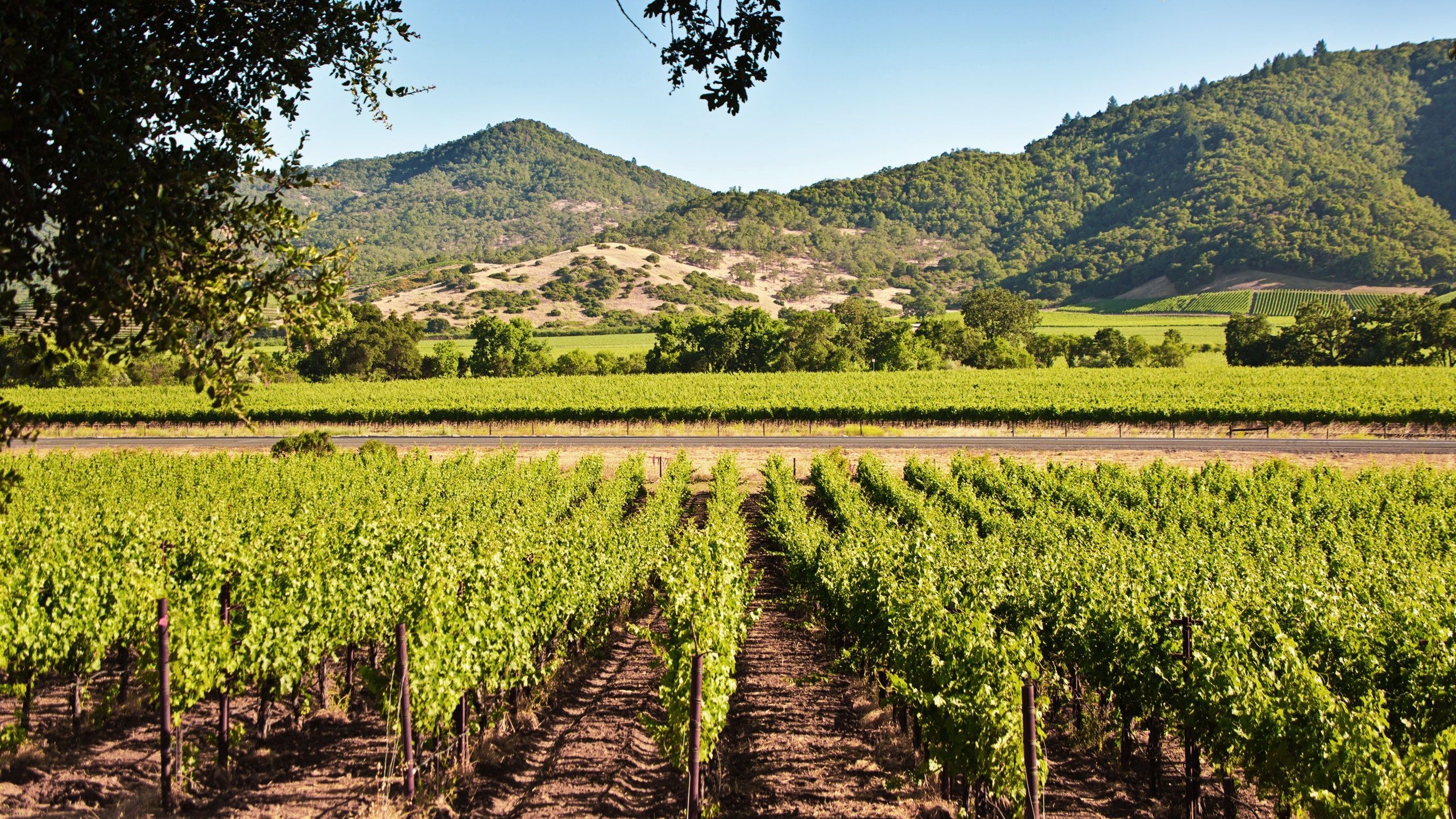 2560x1440 These Virtual Wine Tastings Come With a Crate of Wine and Sense of Community. Condé Nast Traveler