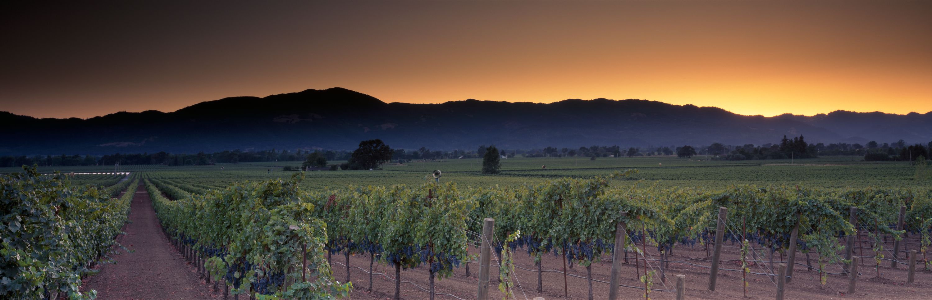3000x966 Napa Sunrise premium wallpaper mural. Wallism. A creative revolution for walls