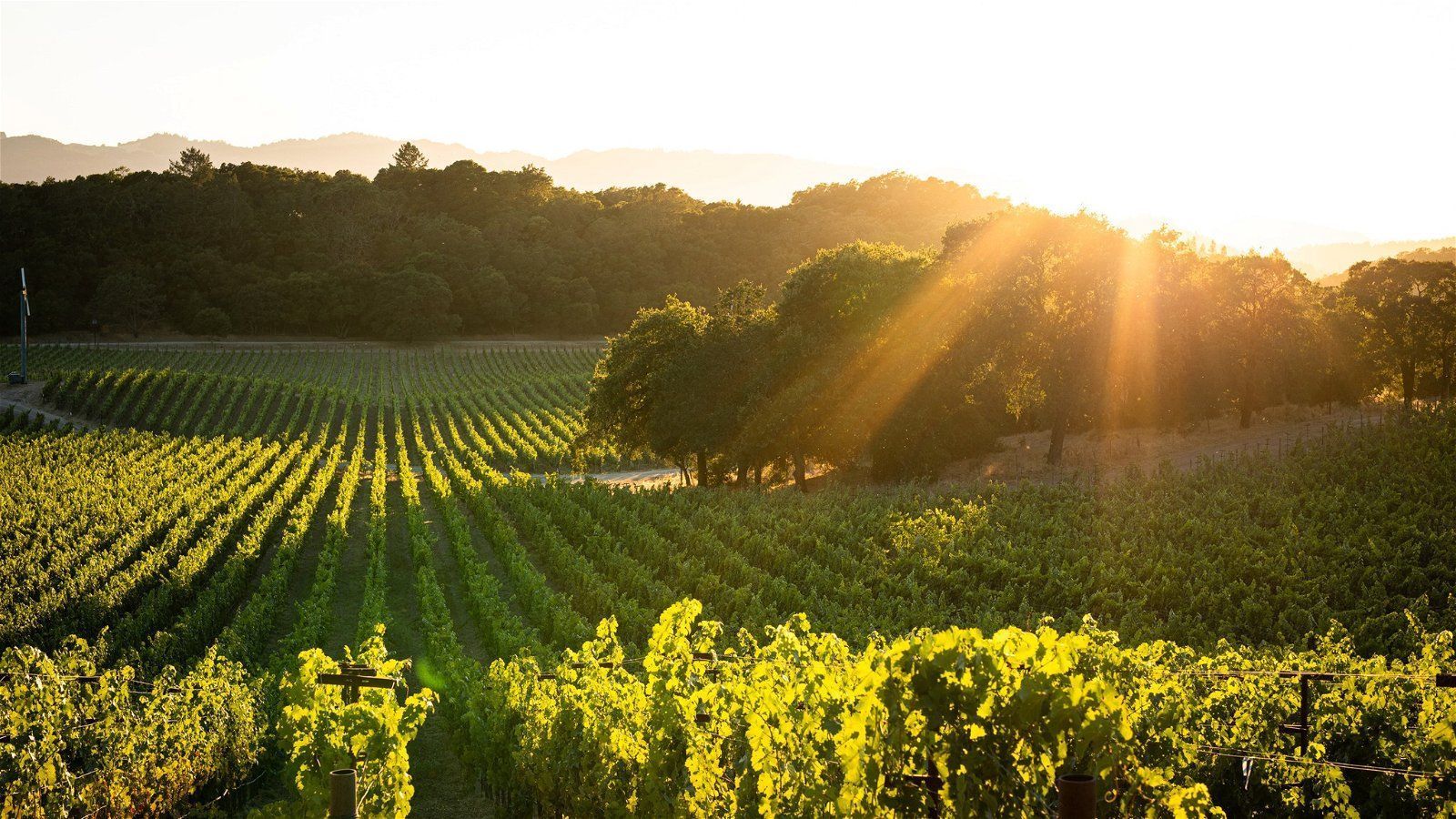 1600x900 Napa Valley with Carlton McCoy