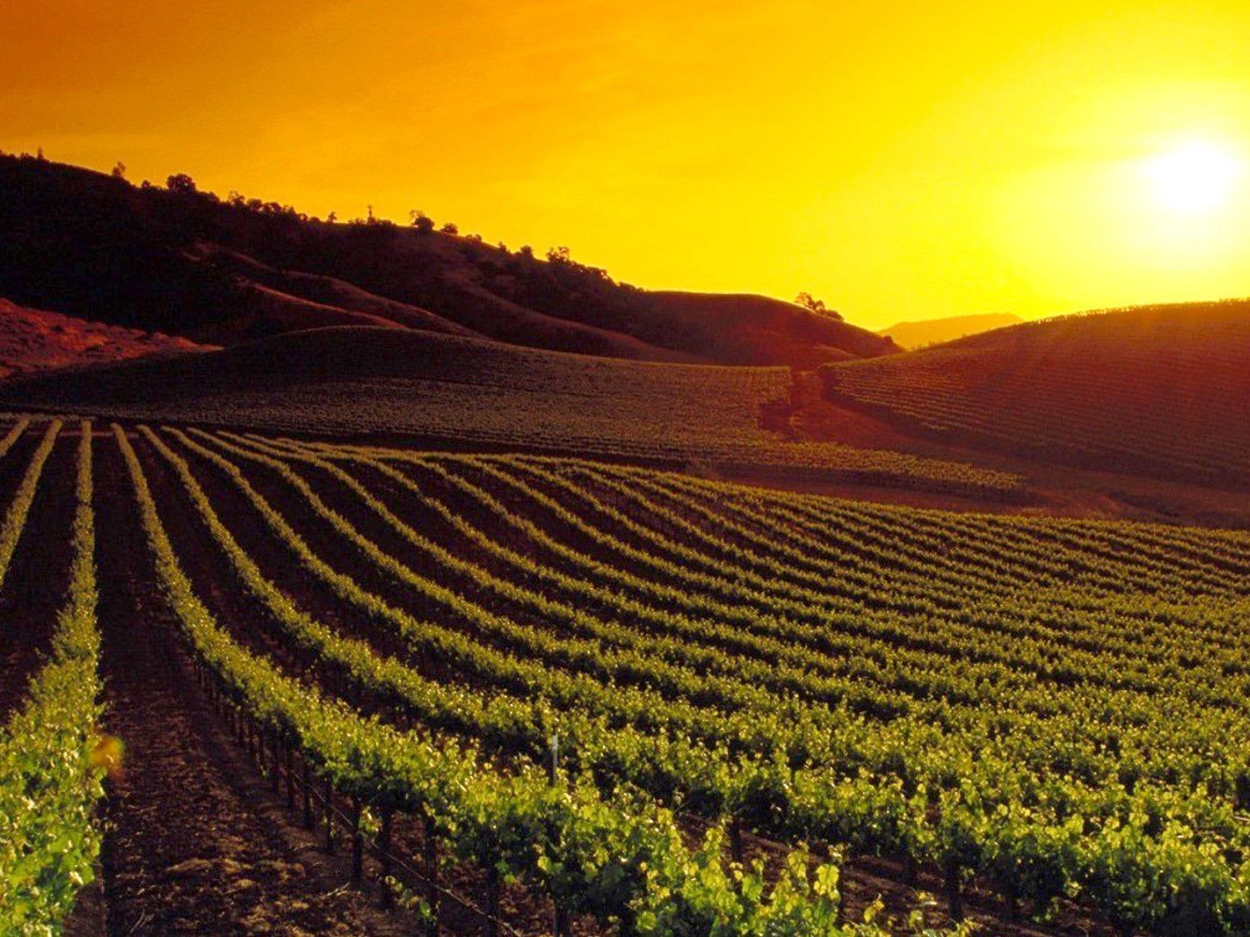 1800x1350 Vineyard Flight and Wine Package