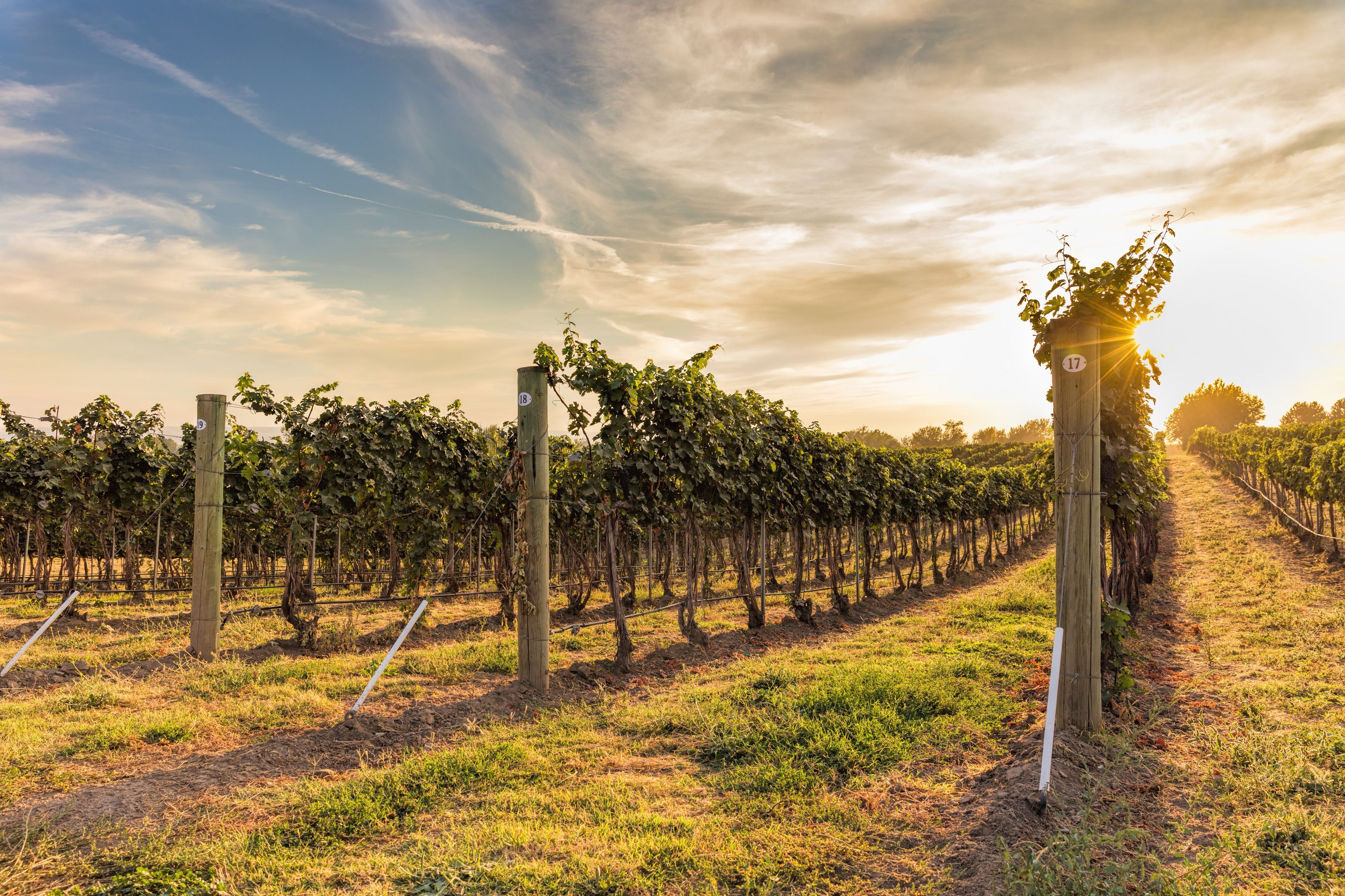 3200x2133 Sunset Vineyard Mural Your Way
