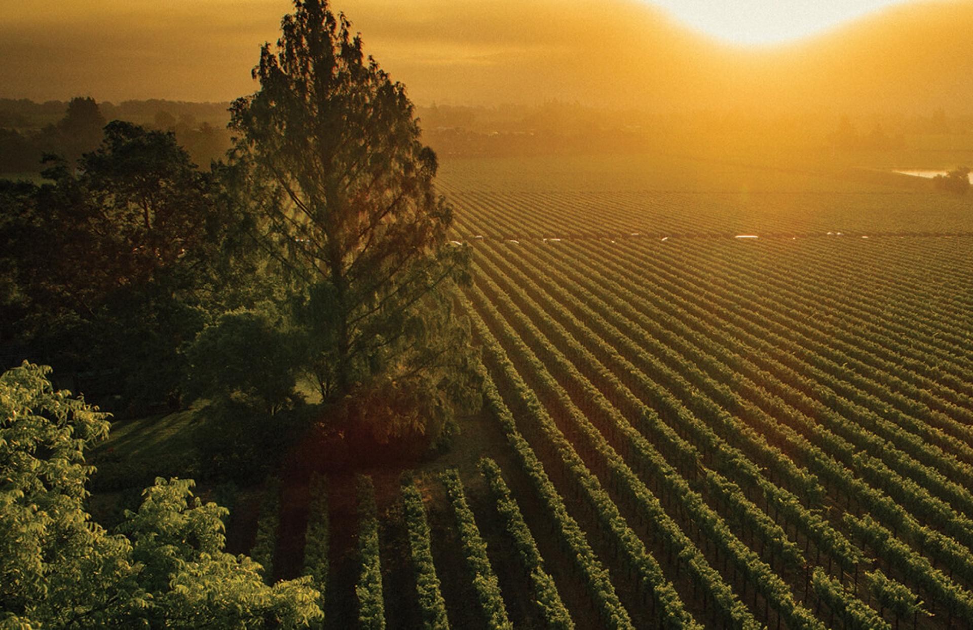 1920x1243 Vineyards. Napa Valley. Freemark Abbey Winery