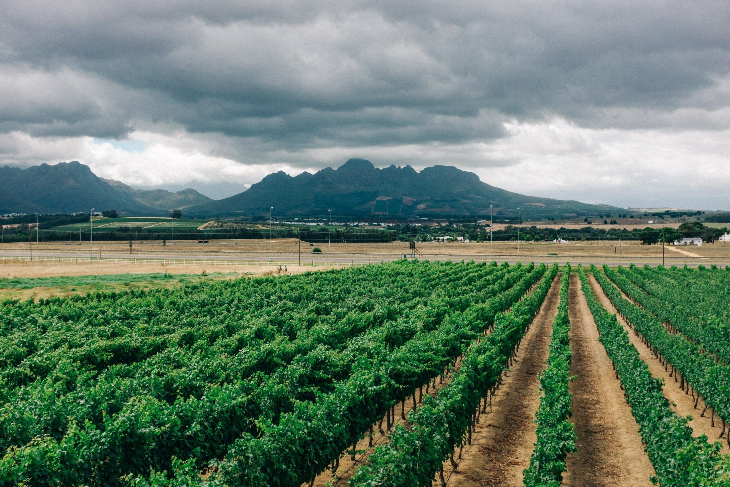2560x1707 Plains of Wine Wallpaper. Lush Vineyard Scene