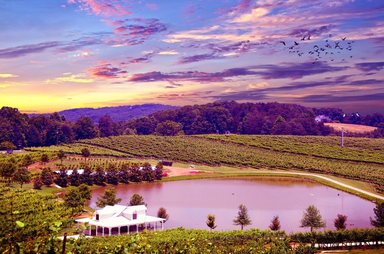 1280x847 Vineyard Napa Valley