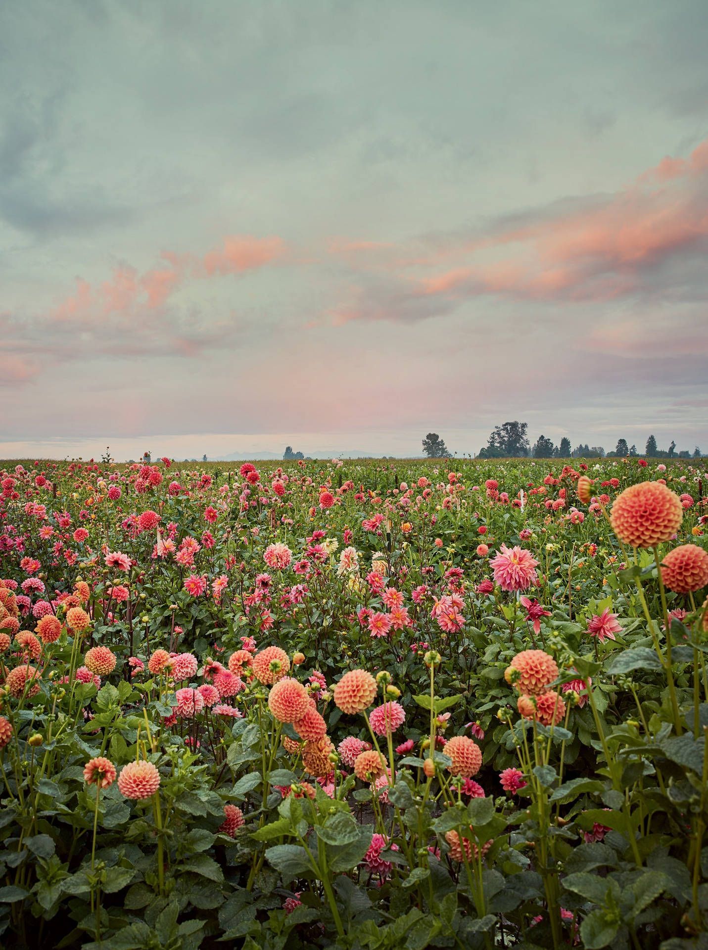 Flower Farm Wallpapers Top Free Flower Farm Backgrounds WallpaperAccess