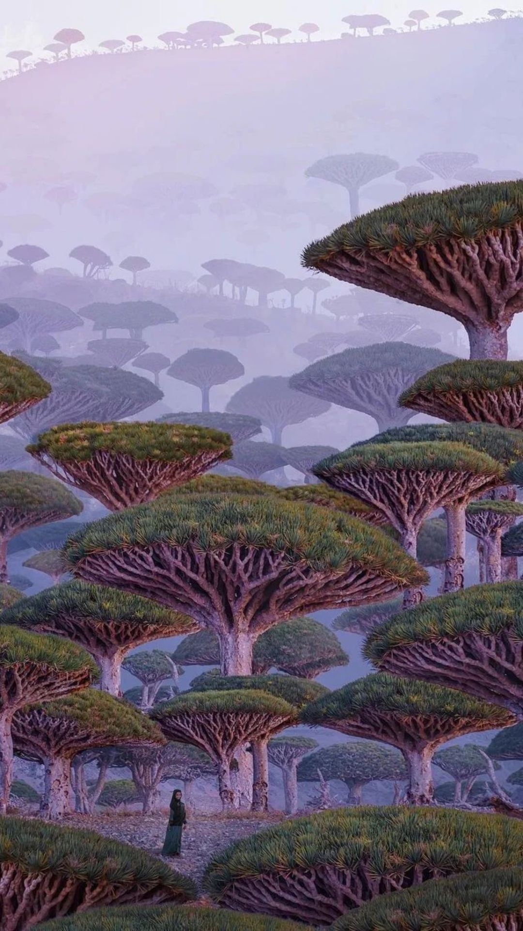 1080x1920 Best Socotra Wallpaper for Smartphone [ HQ ]