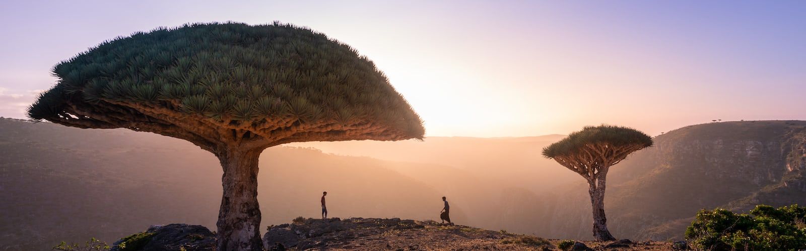 1600x500 Socotra Island, Yemen best free socotra, yemen, island, and travel photo
