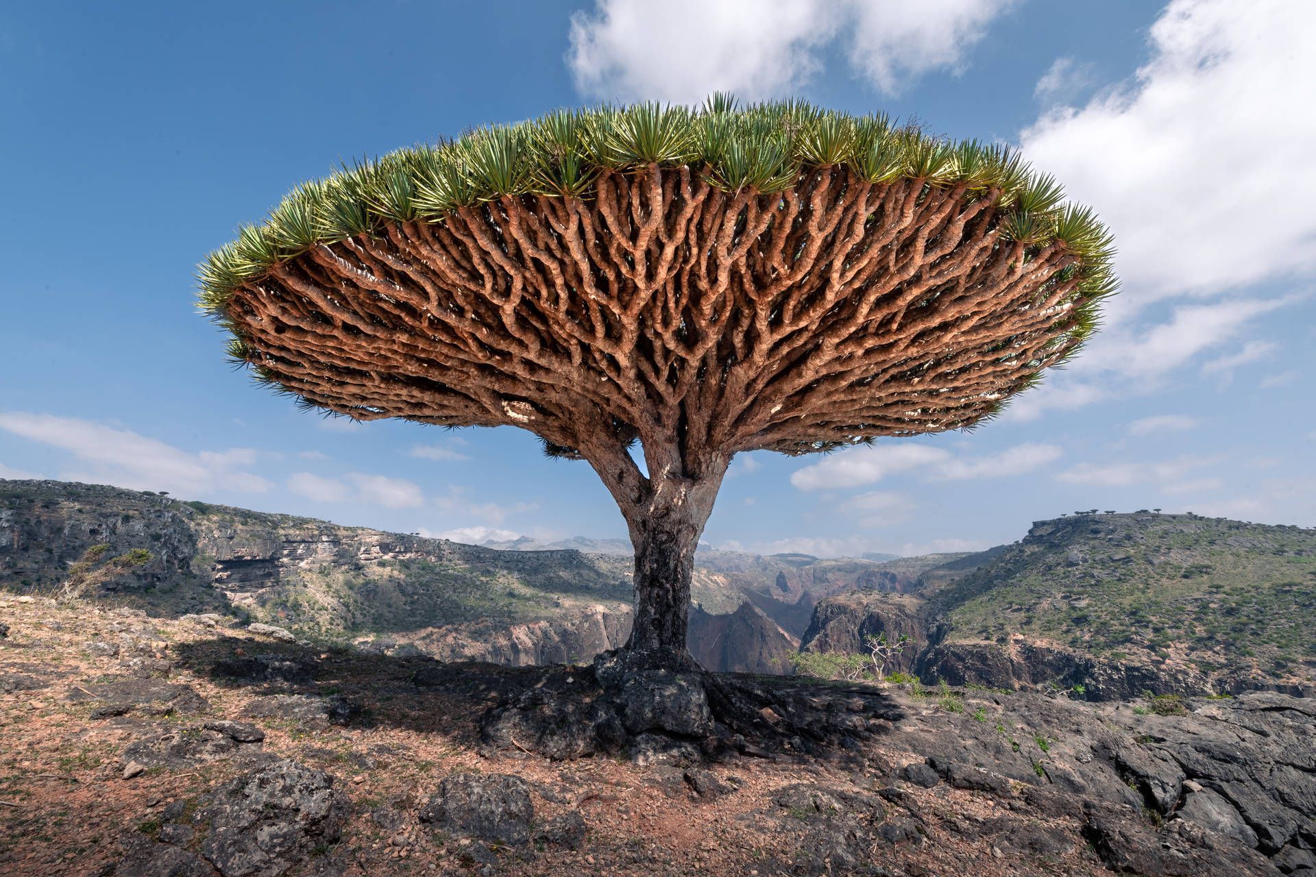 1920x1280 Download Yemen Socotra Dragon Tree Wallpaper