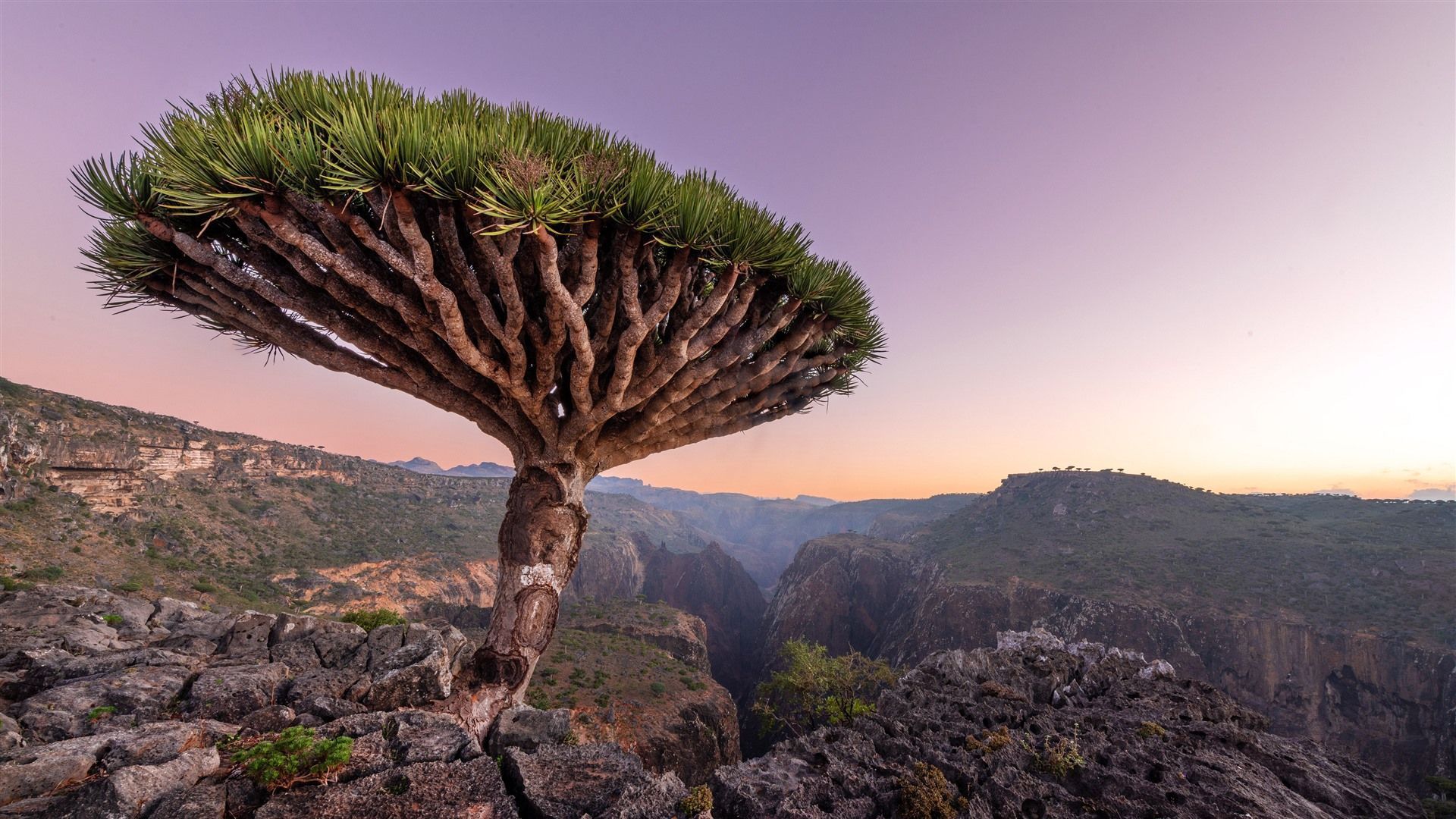 1920x1080 Dragon Blood Tree Socotra Archipelago Arabian