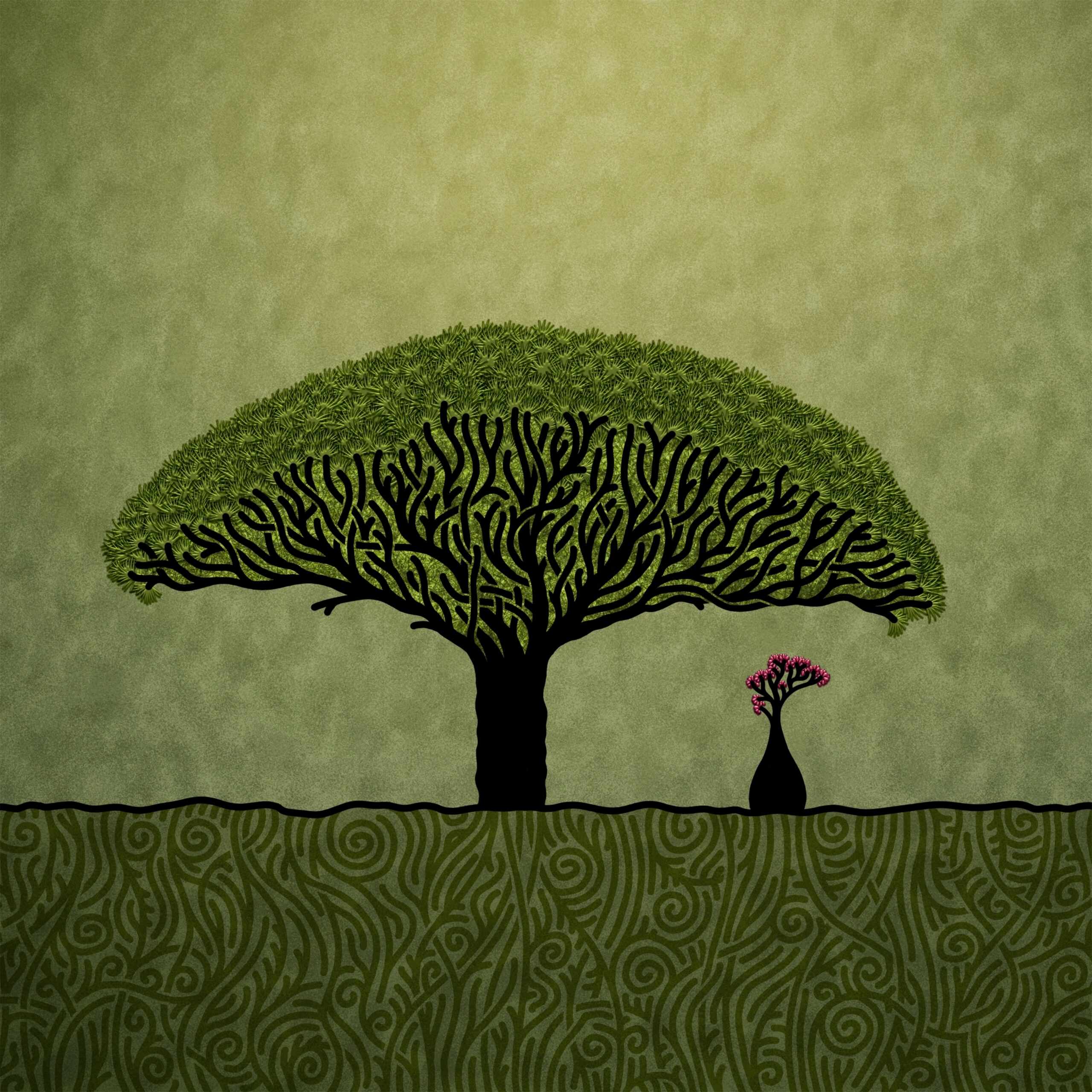 2560x2560 Socotra · Vlad.studio