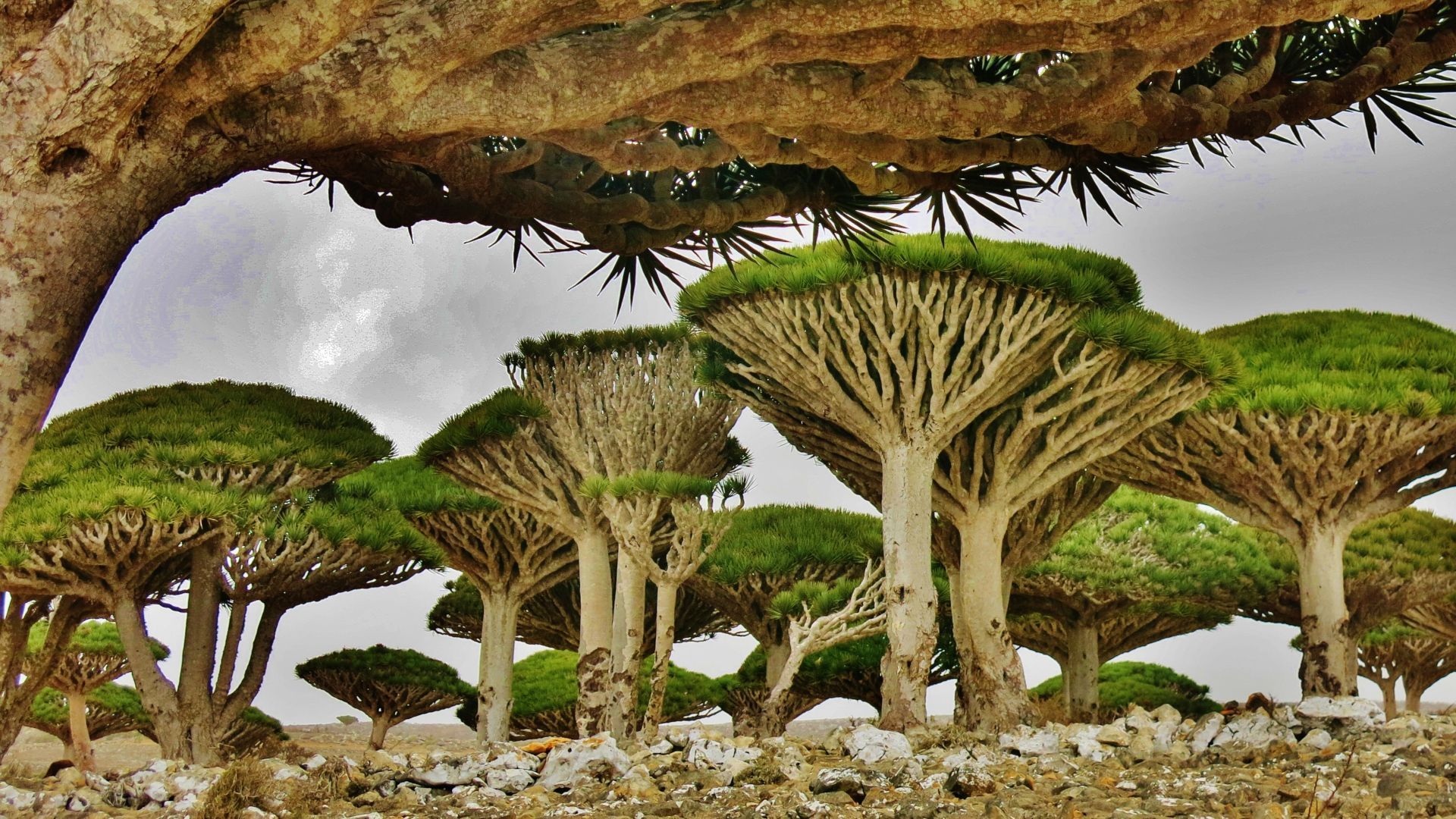 1920x1080 Welcome to Socotra