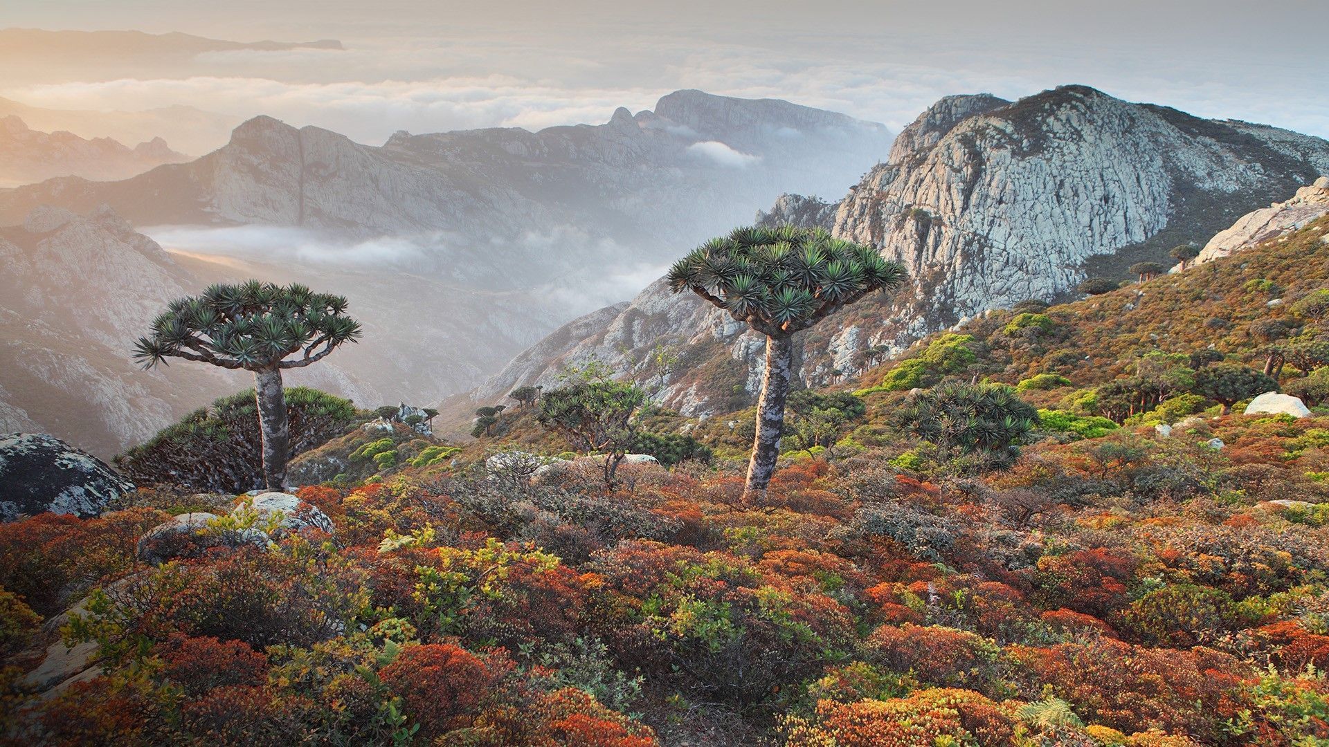 1920x1080 Dragon trees (dracaena cinnabari) in Socotra (Soqotra) highlands, Yemen. Windows Spotlight Image