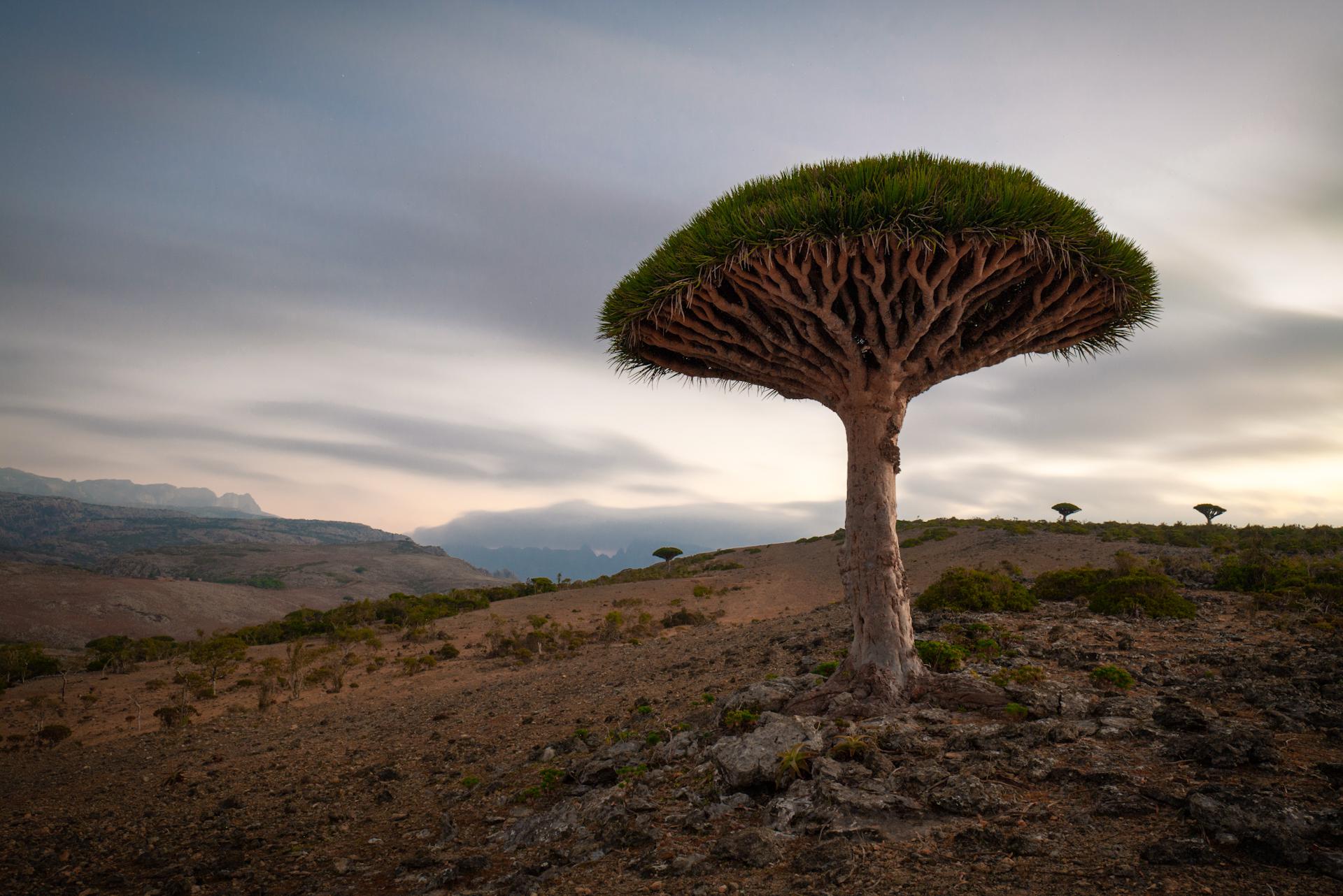 1920x1282 A lone dragon tree [1920x OC, Yemen Socotra Island]