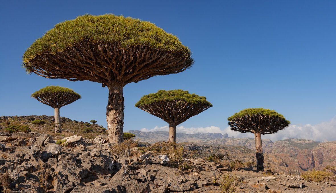 1180x678 Socotra Photography Tour • Esenko Workshops