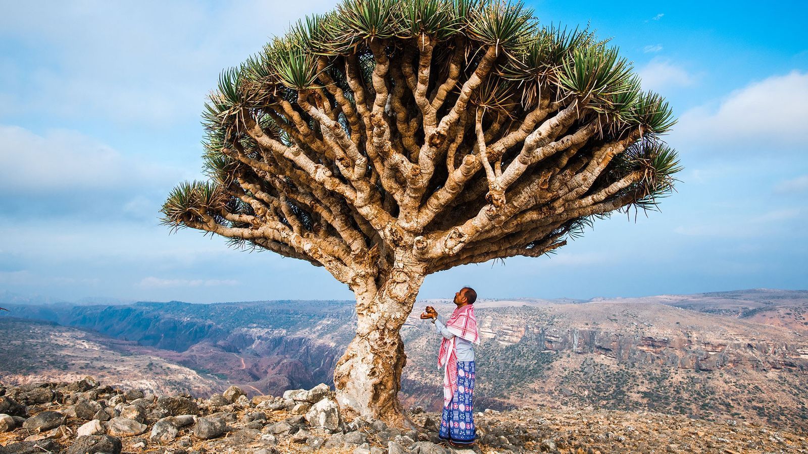1600x900 Can Socotra, Yemen's 'Dragon's Blood Island, ' be saved?
