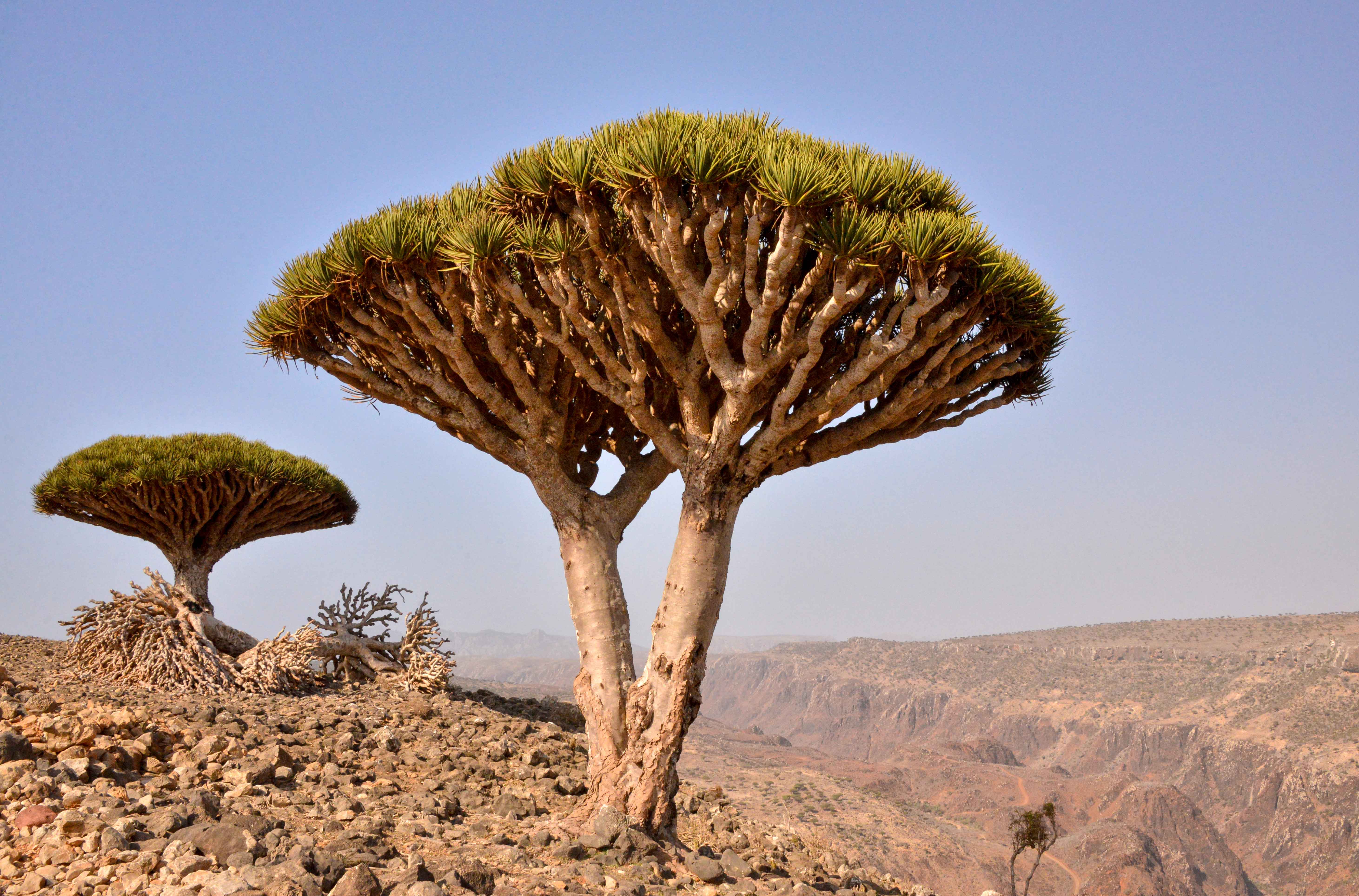 5846x3855 Dragon's Blood Tree, Socotra