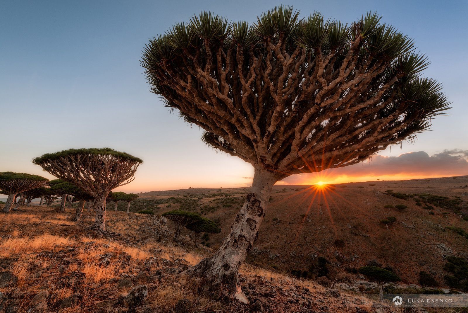 1600x1068 Socotra Island Photo & Travel Guide • Luka Esenko